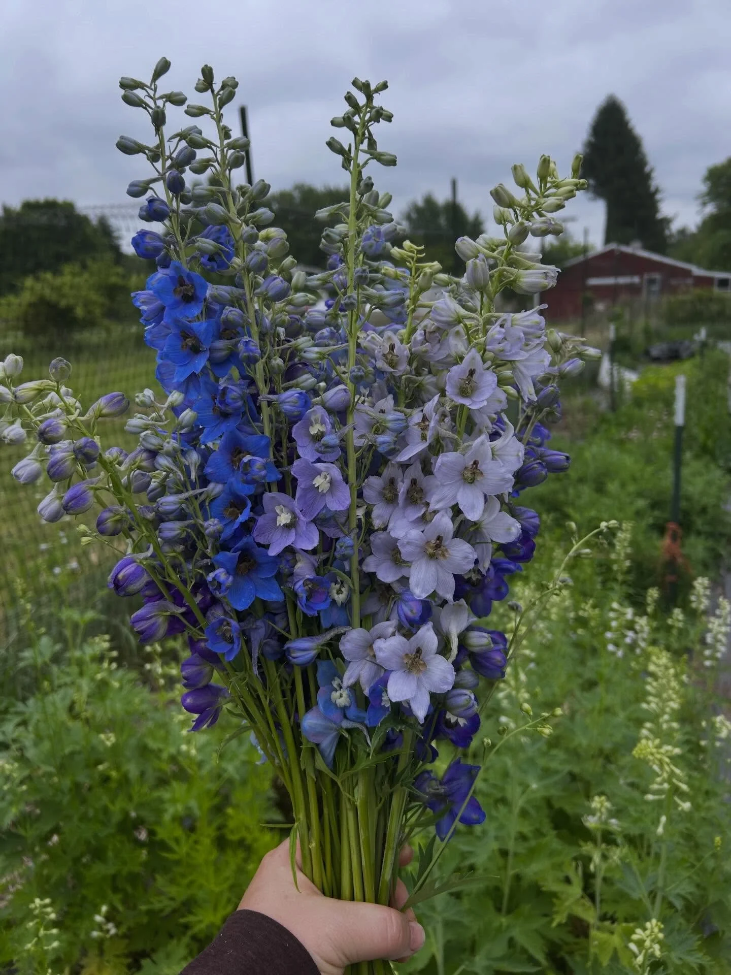 First handful of delphinium! 🩵💙💜