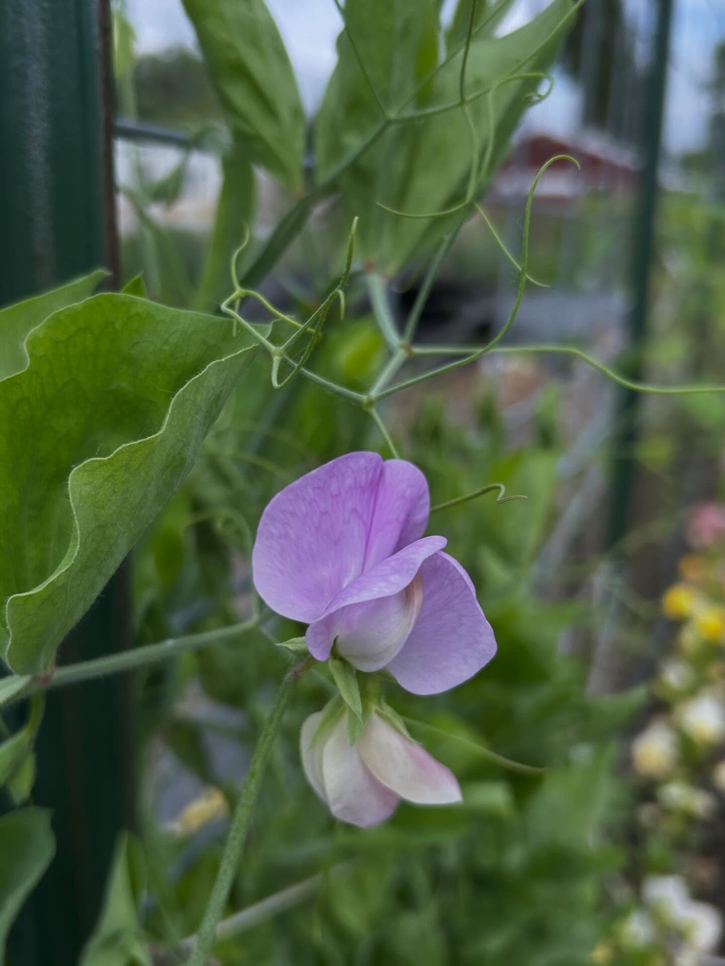 The best smelling flowers have started to bloom on the farm! Welcome, sweet peas 🥰