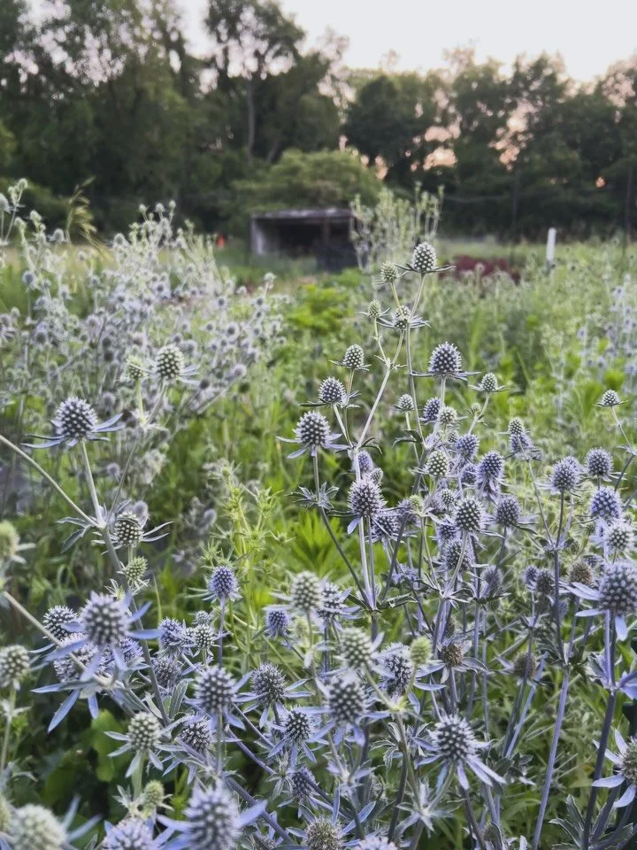 Evening at the farm