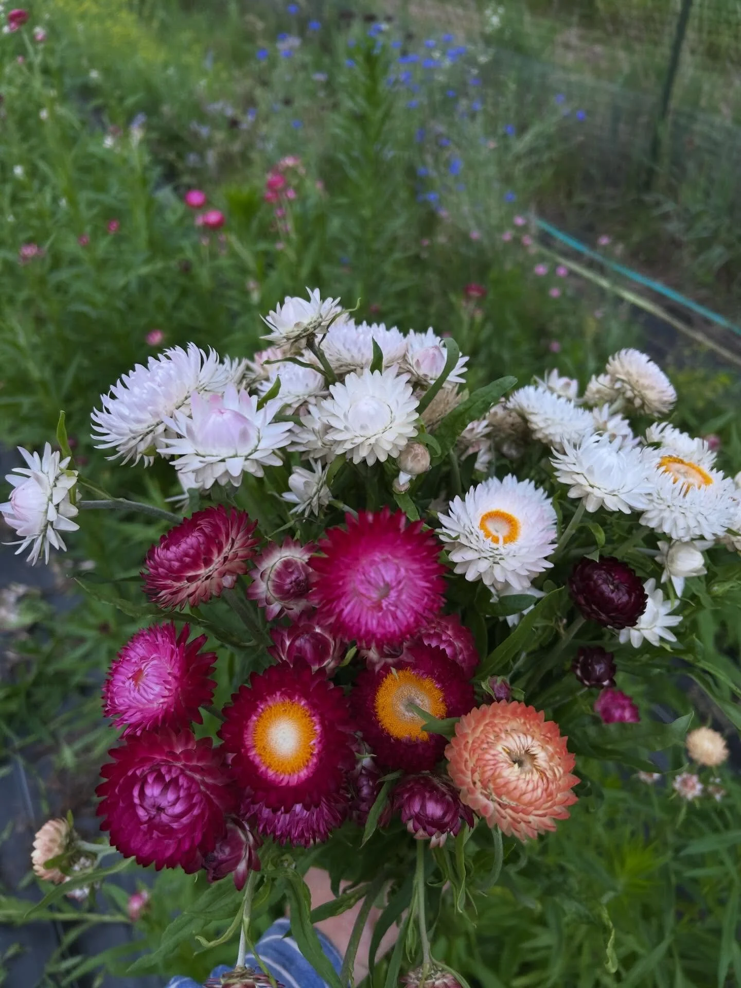 First bunch of strawflowers 😊💐