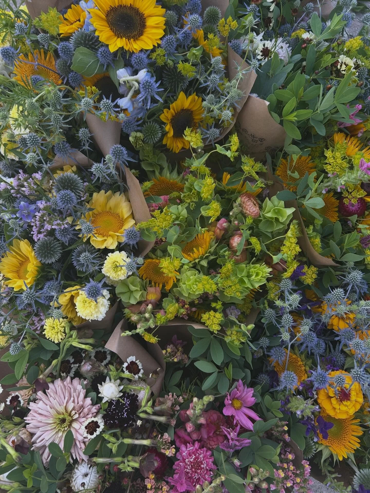 Summer beauties