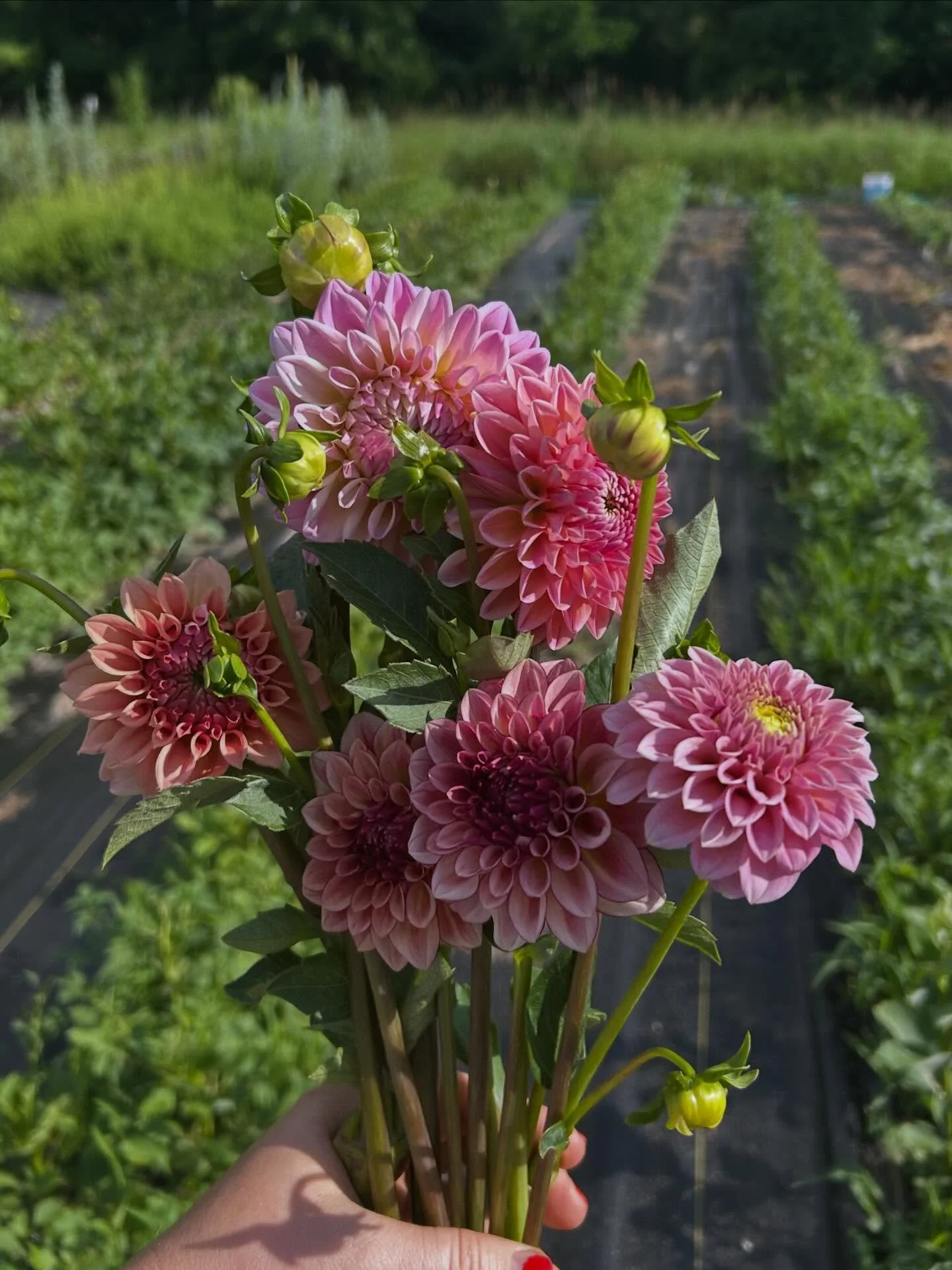 Look who&rsquo;s joining the party! First dahlias just opened today 😍💐💜