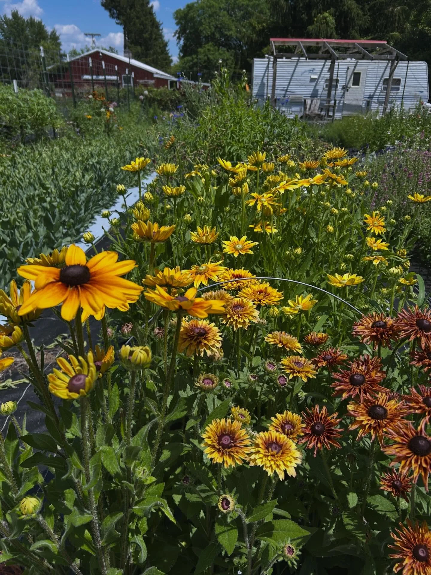 Cheery rudbeckia ☀️☺️
