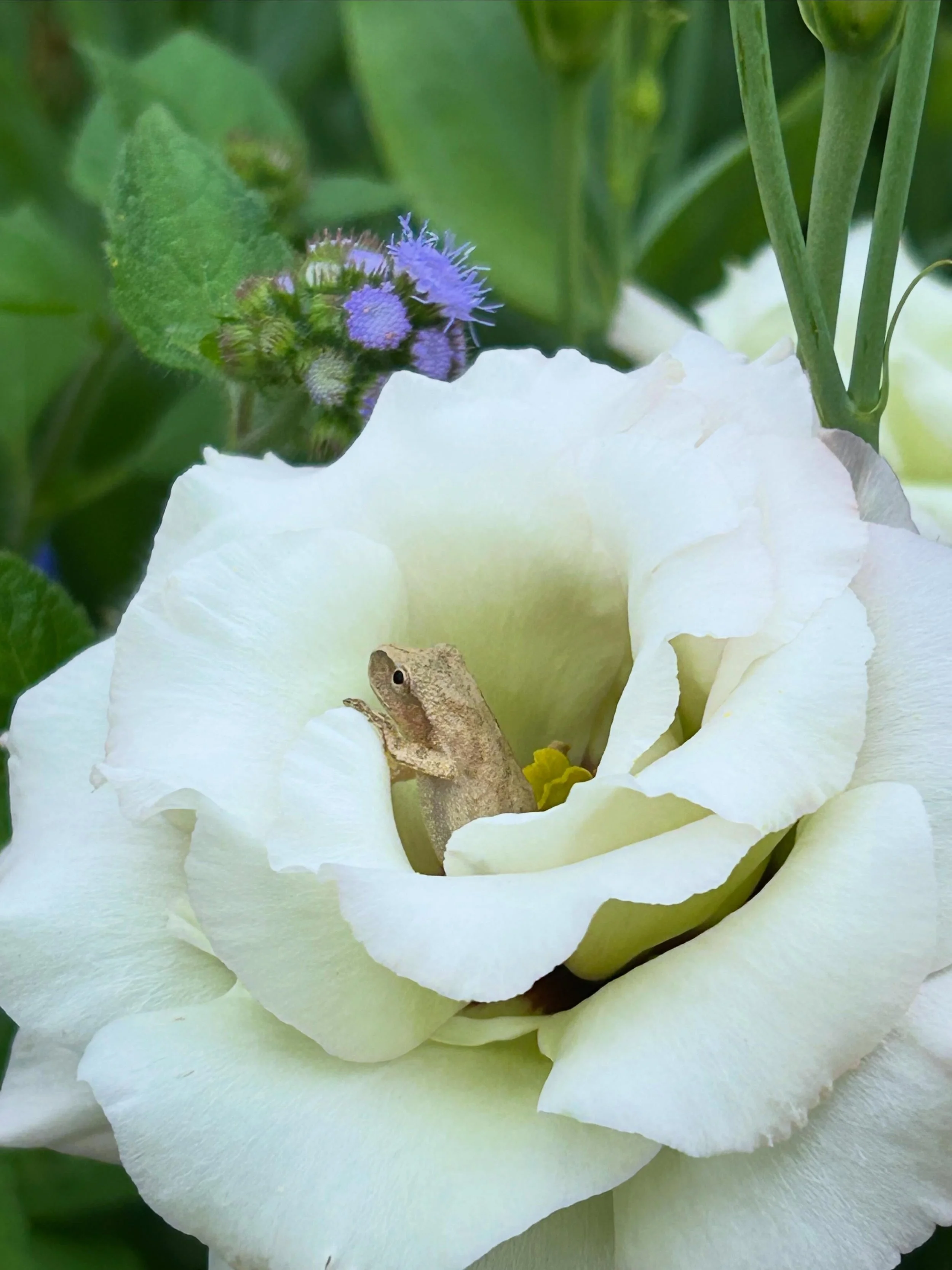 Baby tree frogs love to hang out in my flowers, lisianthus and dahlias seem to be their favorites! 😊💚