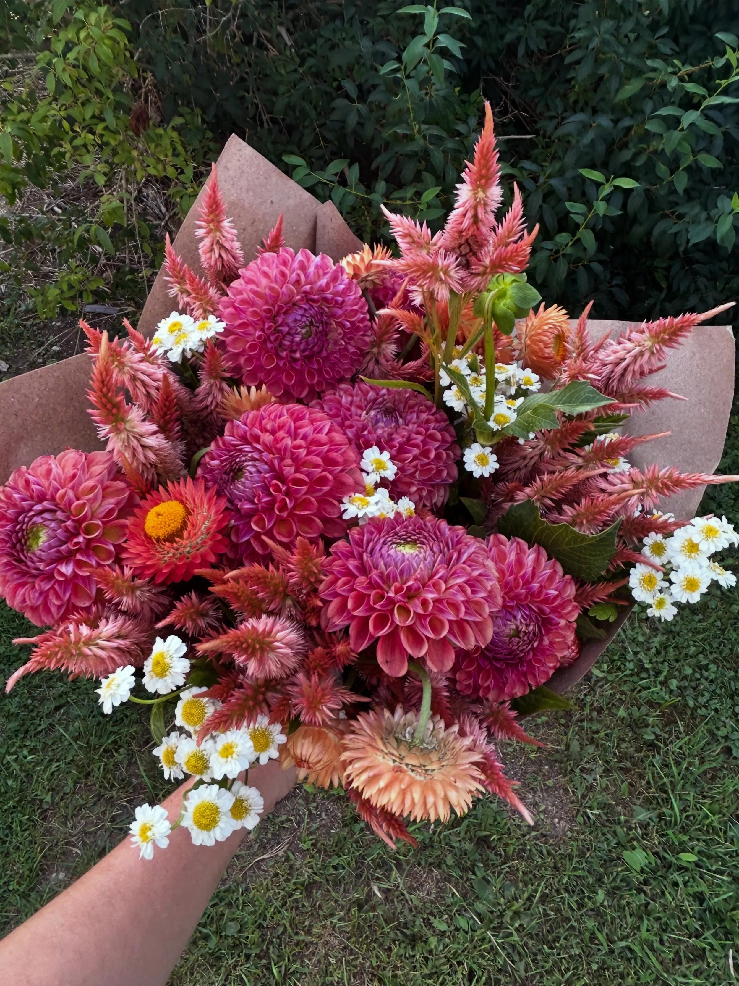 Dahlia season ☺️