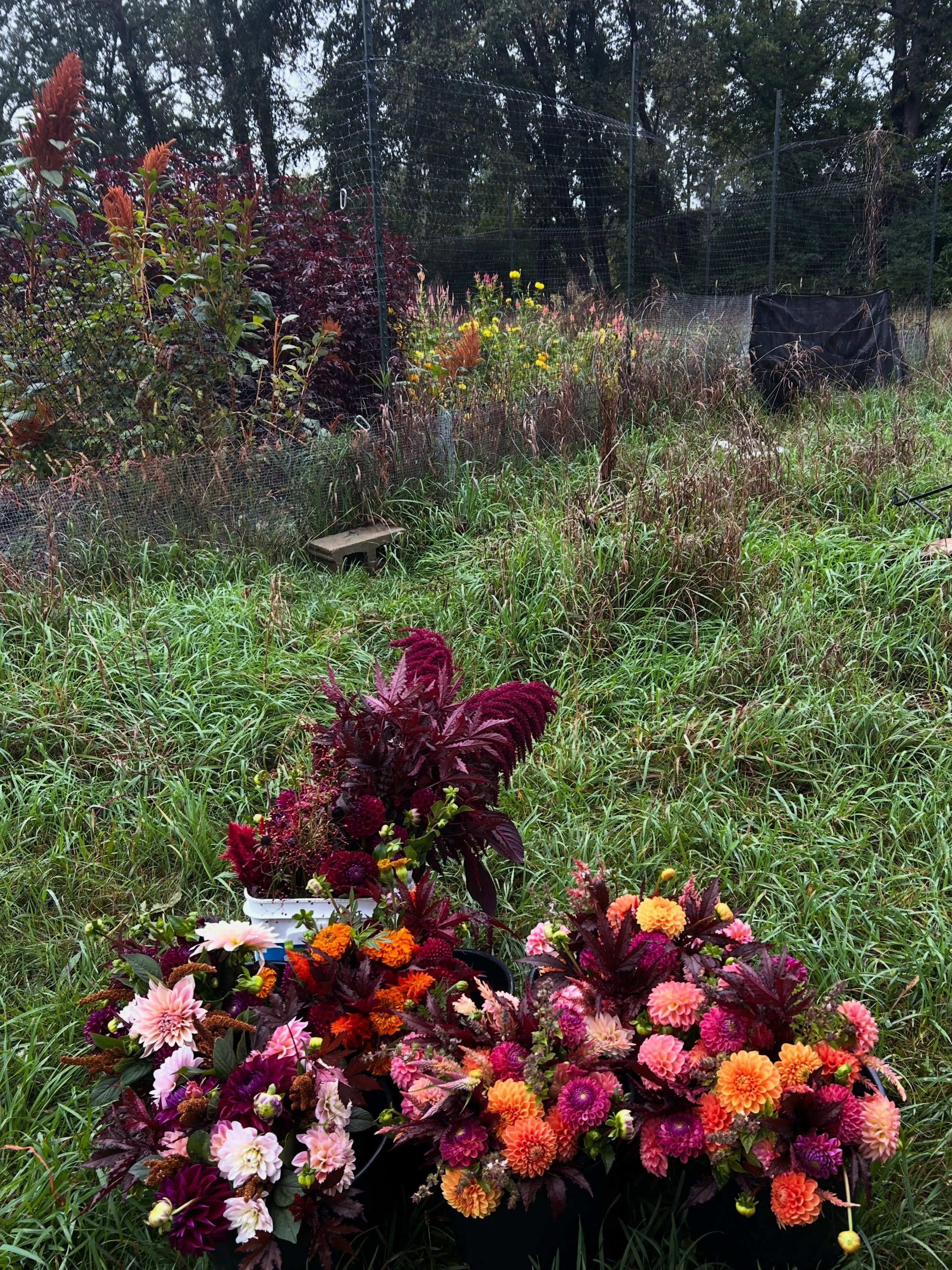 The season is winding down but the dahlias are still showing off ☺️💕