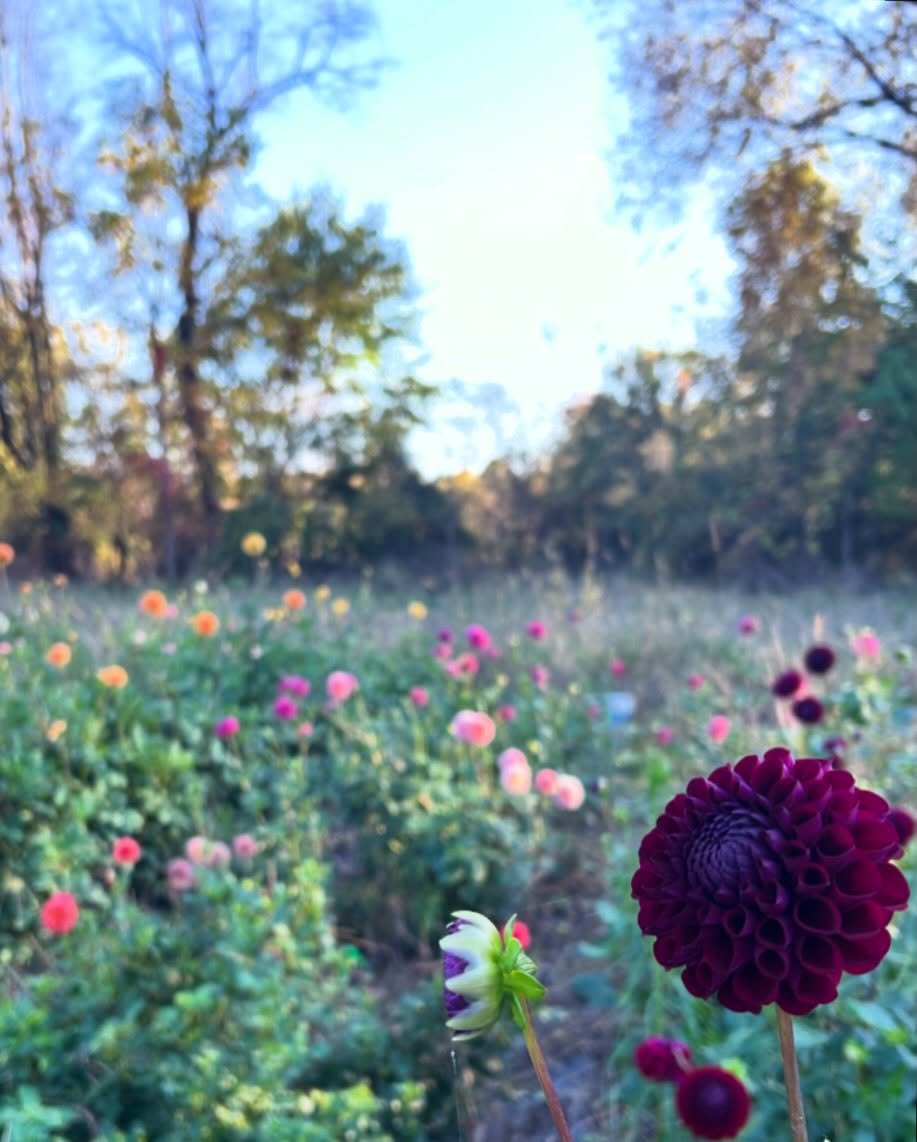 So much joy in this field!