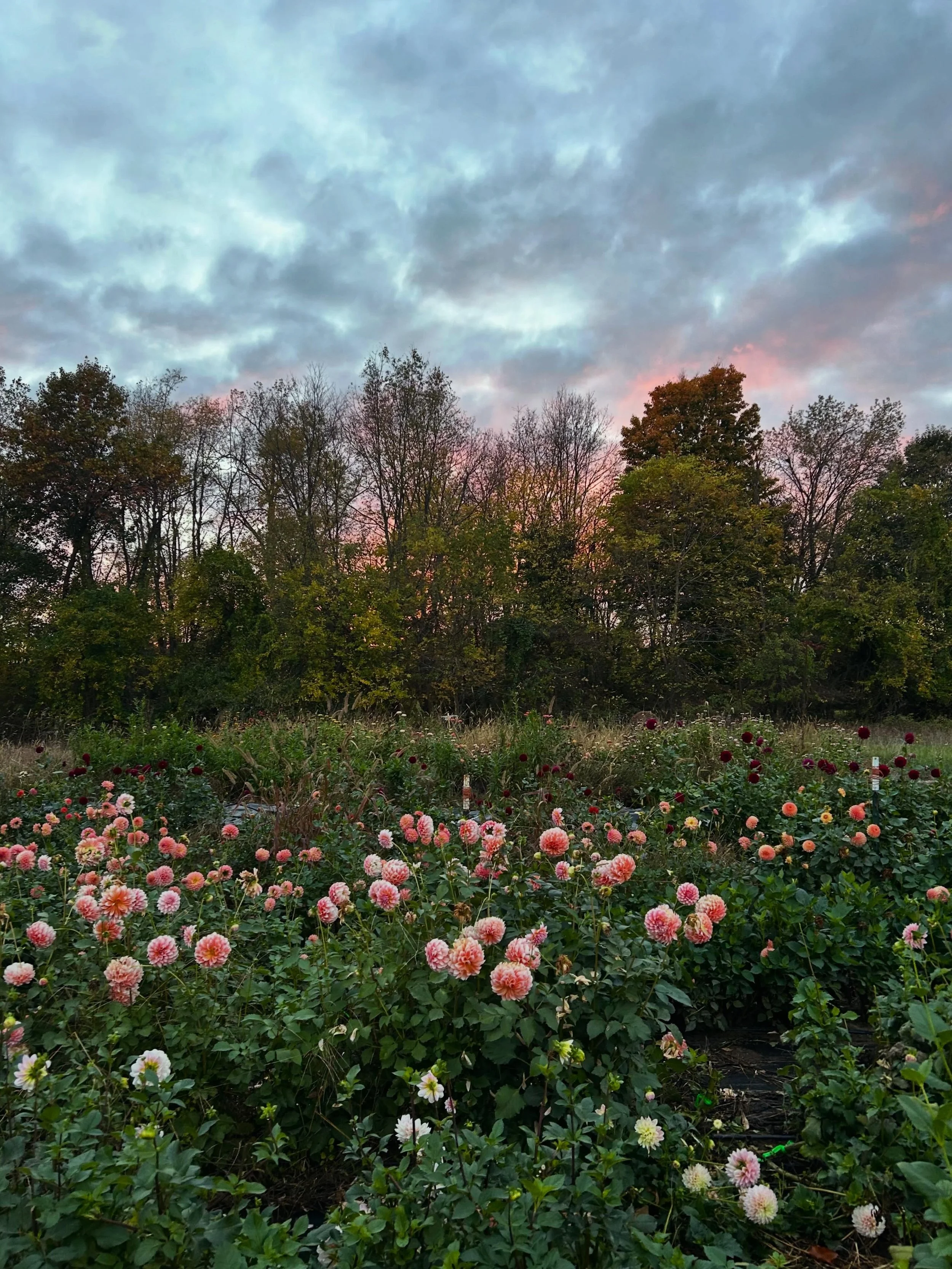 October in the dahlia patch 💕🍂🍁