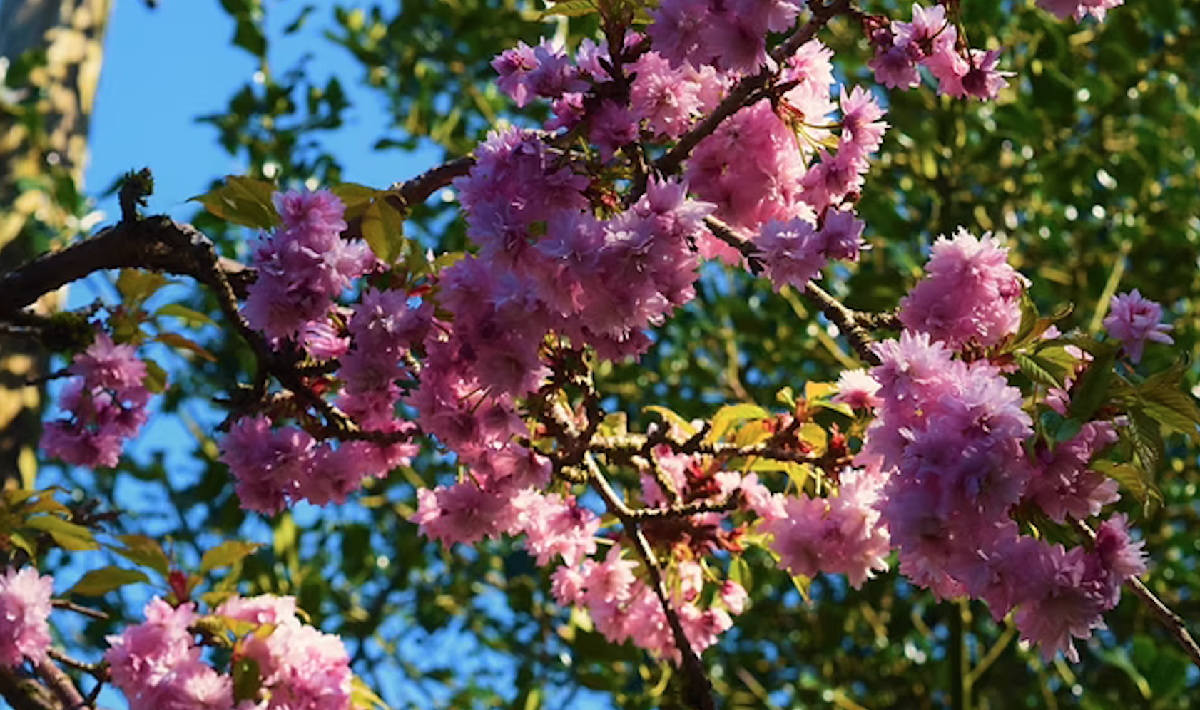 SPRING BH OPEN WEEKEND 