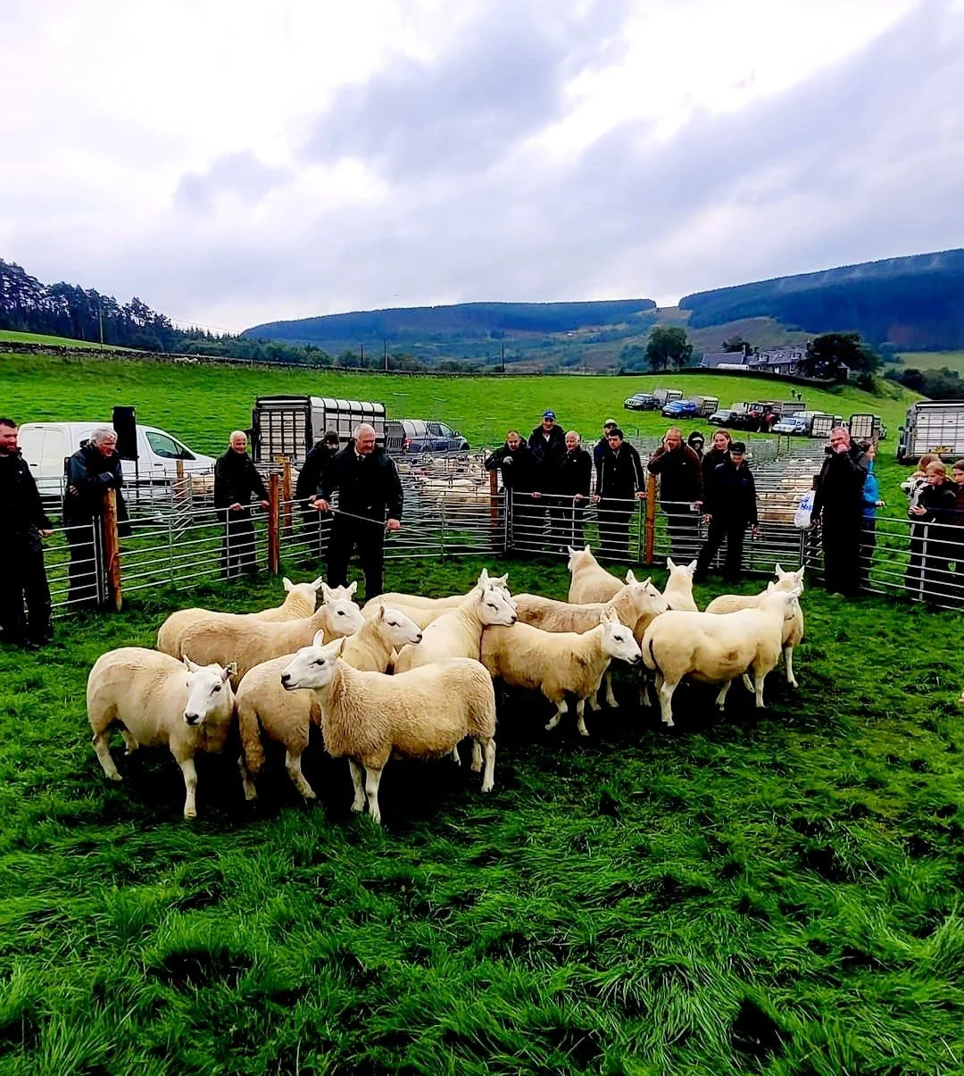 Sheep in pens.jpeg
