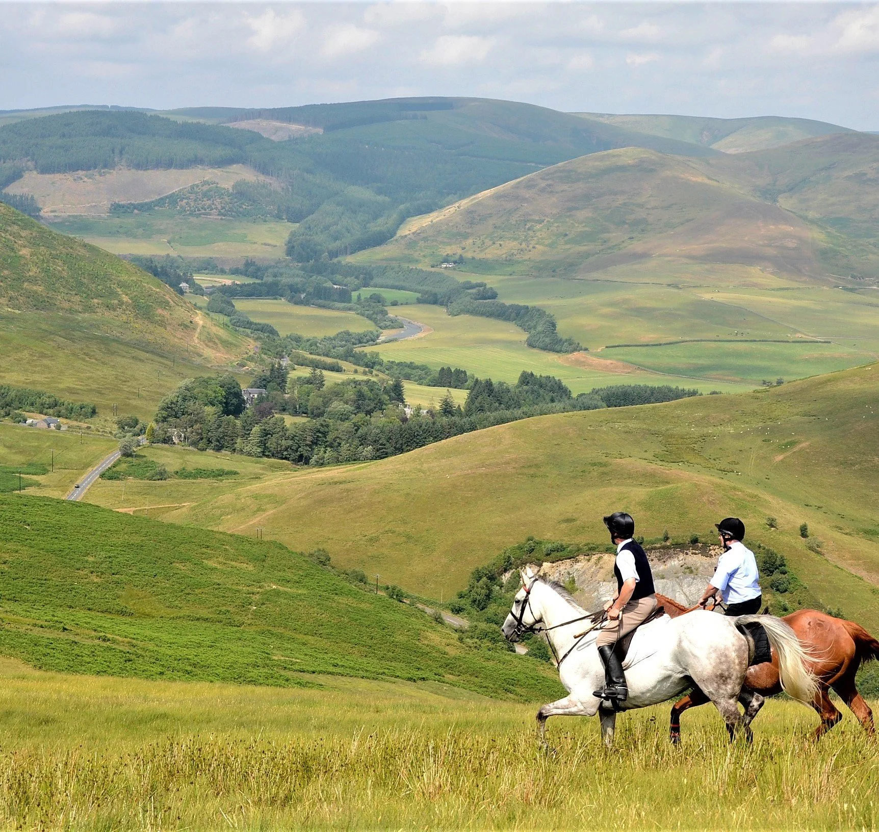 Horses on hill.jpeg