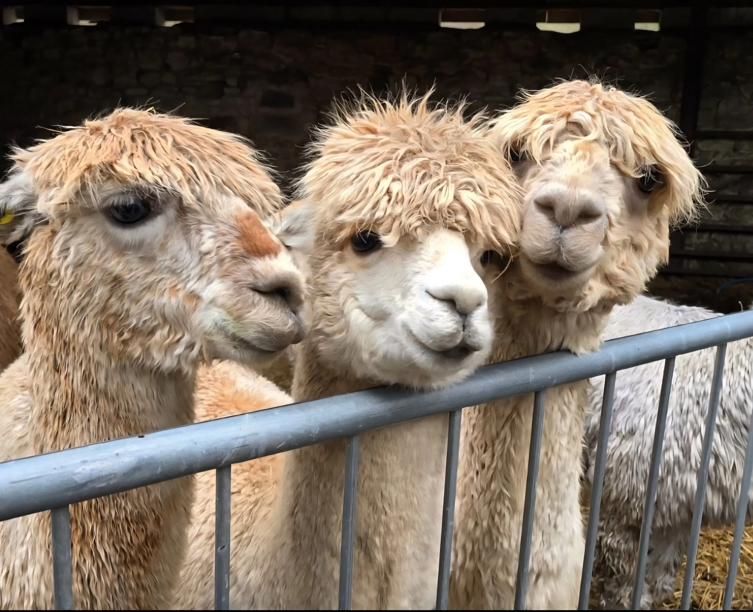 Hebbs Alpacas Tour and Fibre Processing at Creation Mill