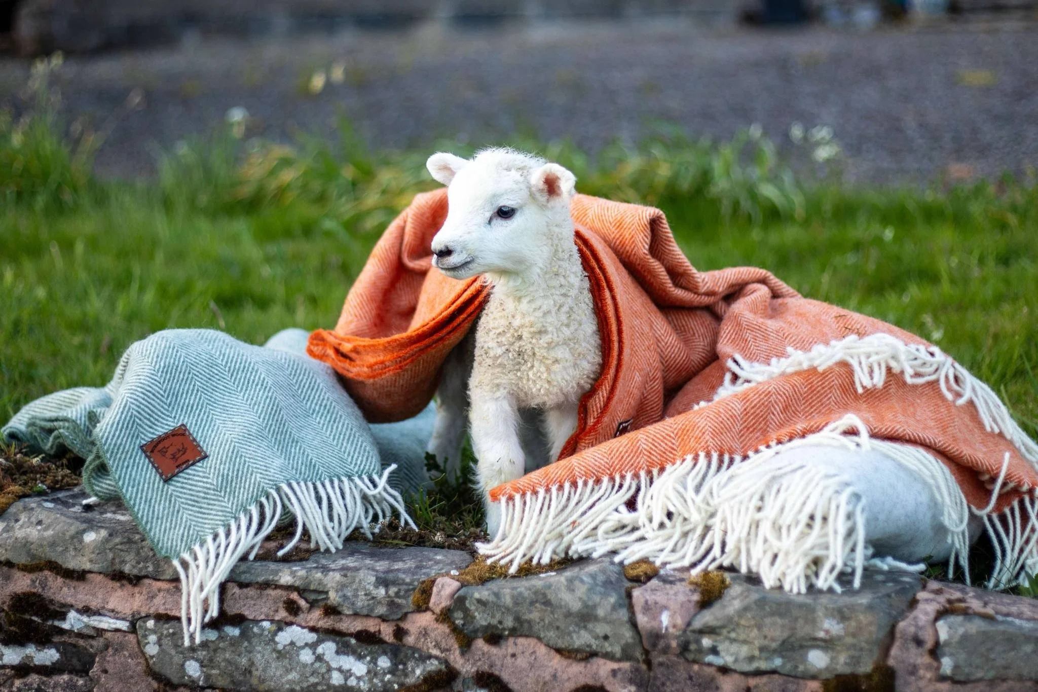Lamb in Blankets.jpeg