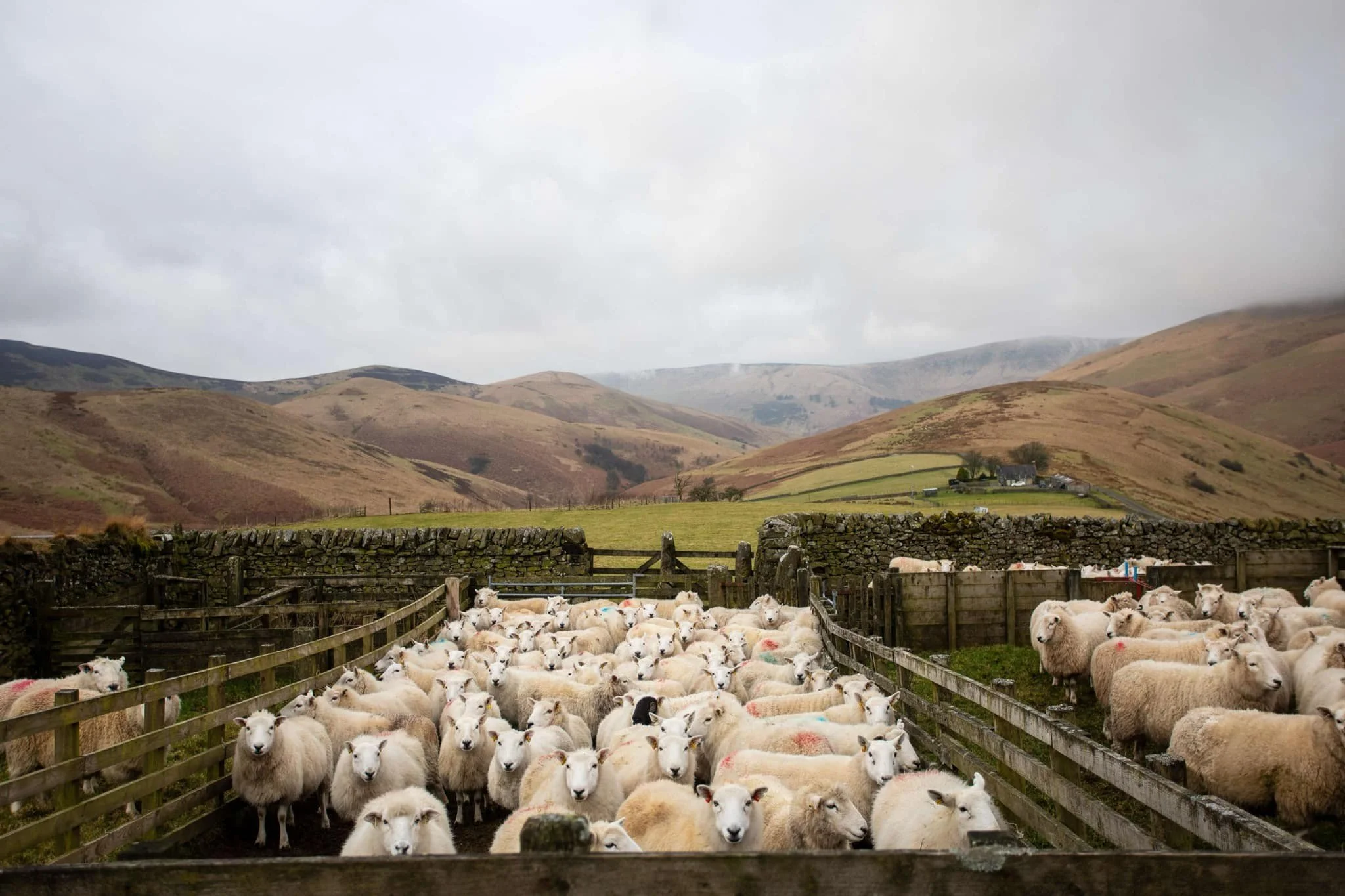 Burnfoot Farm Tour and Fibre Processing at Creation Mill