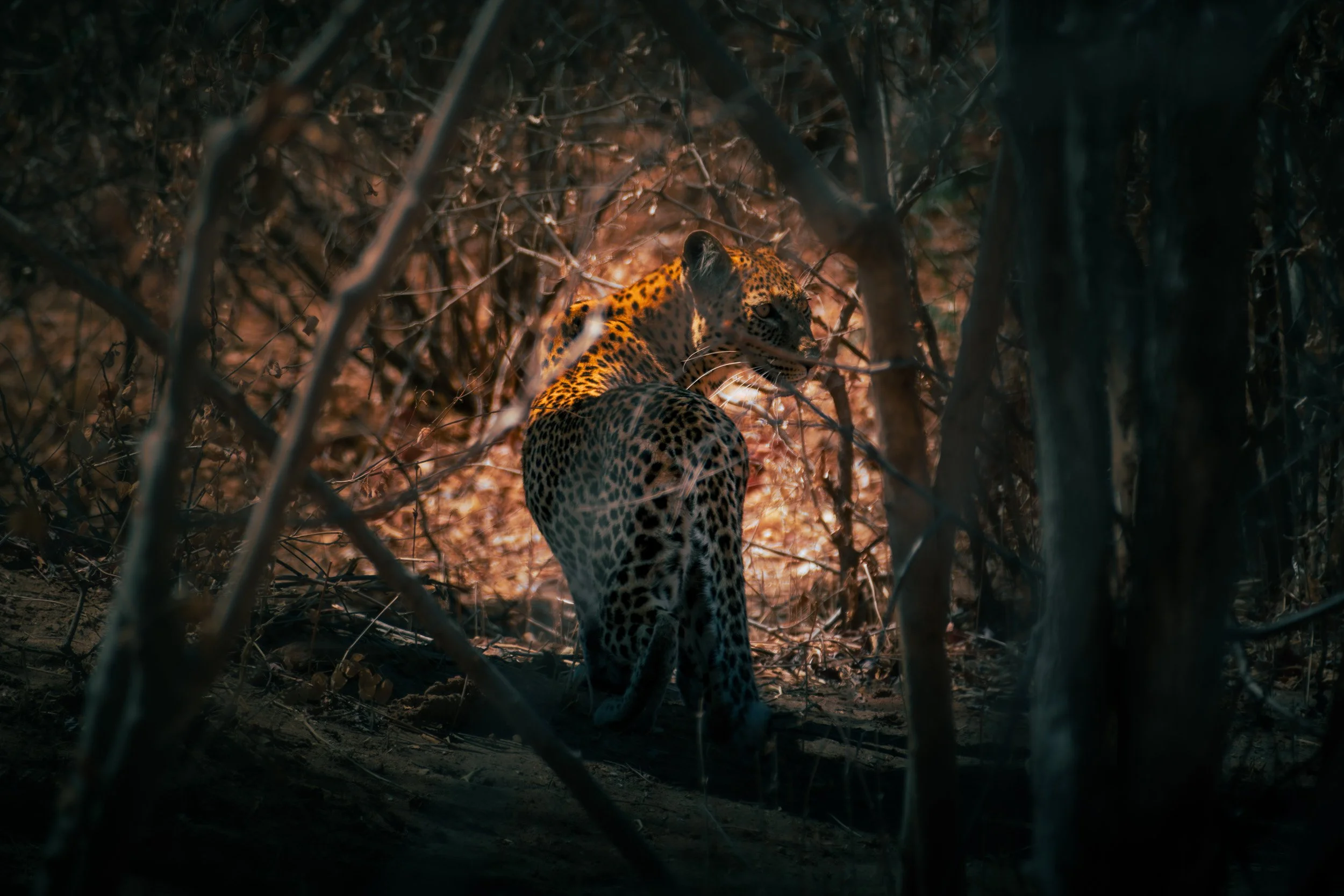 Mana_Pools_PHOTO_WORKSHOP (10 of 18).jpg
