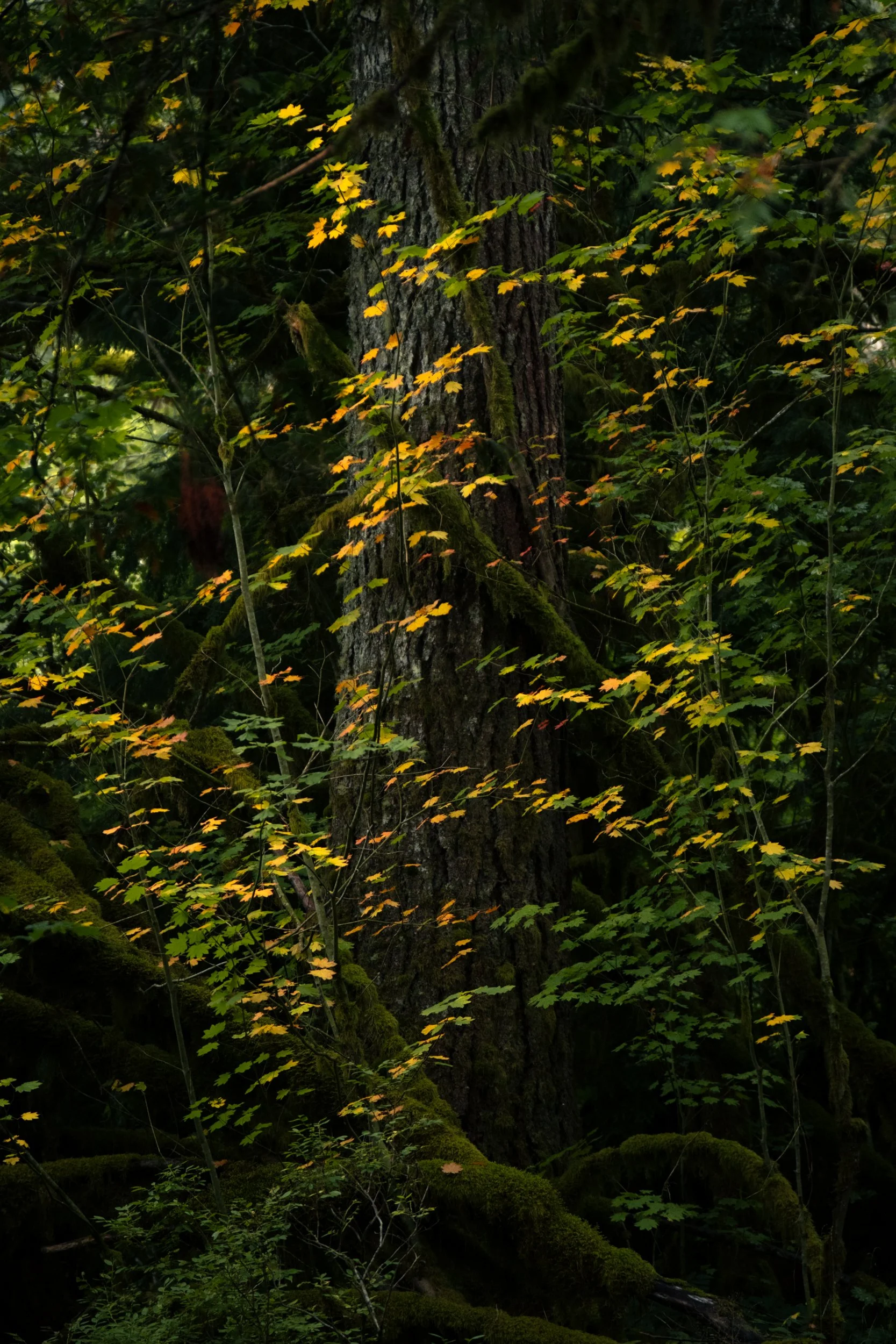 fall edits middlefork 2023-11.jpg (Copy)