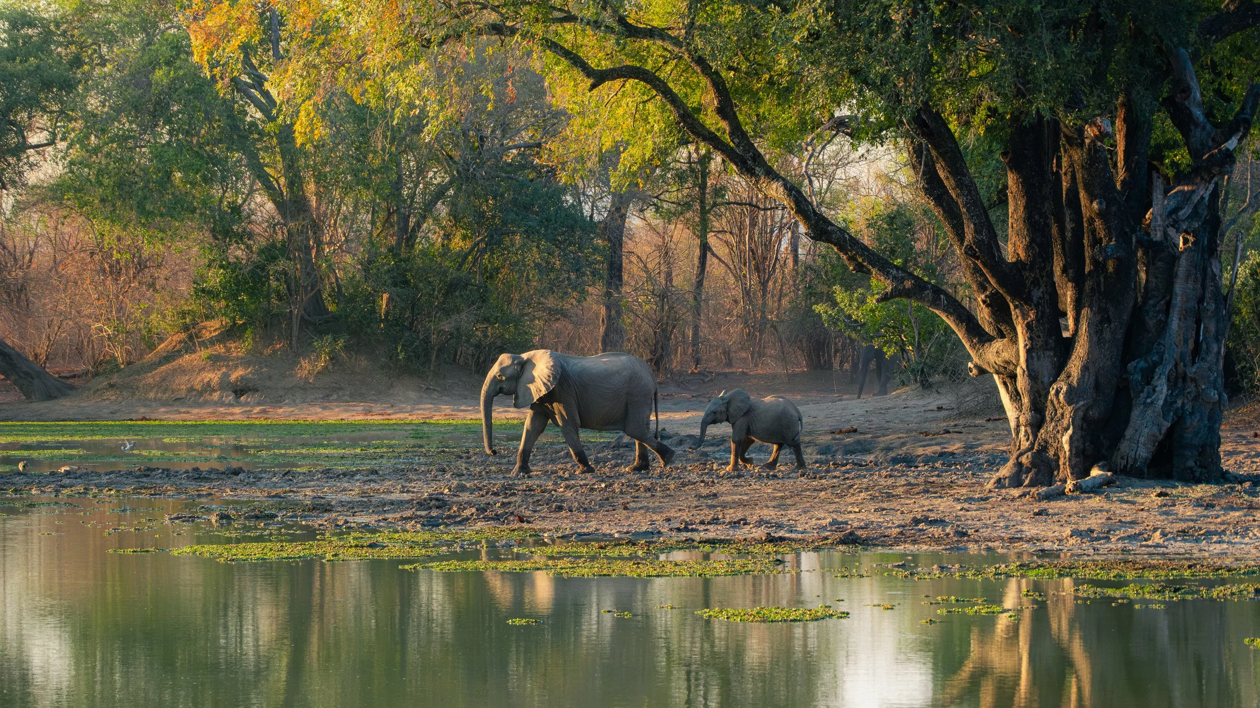 Mana_Pools_PHOTO_WORKSHOP (14 of 18).jpg