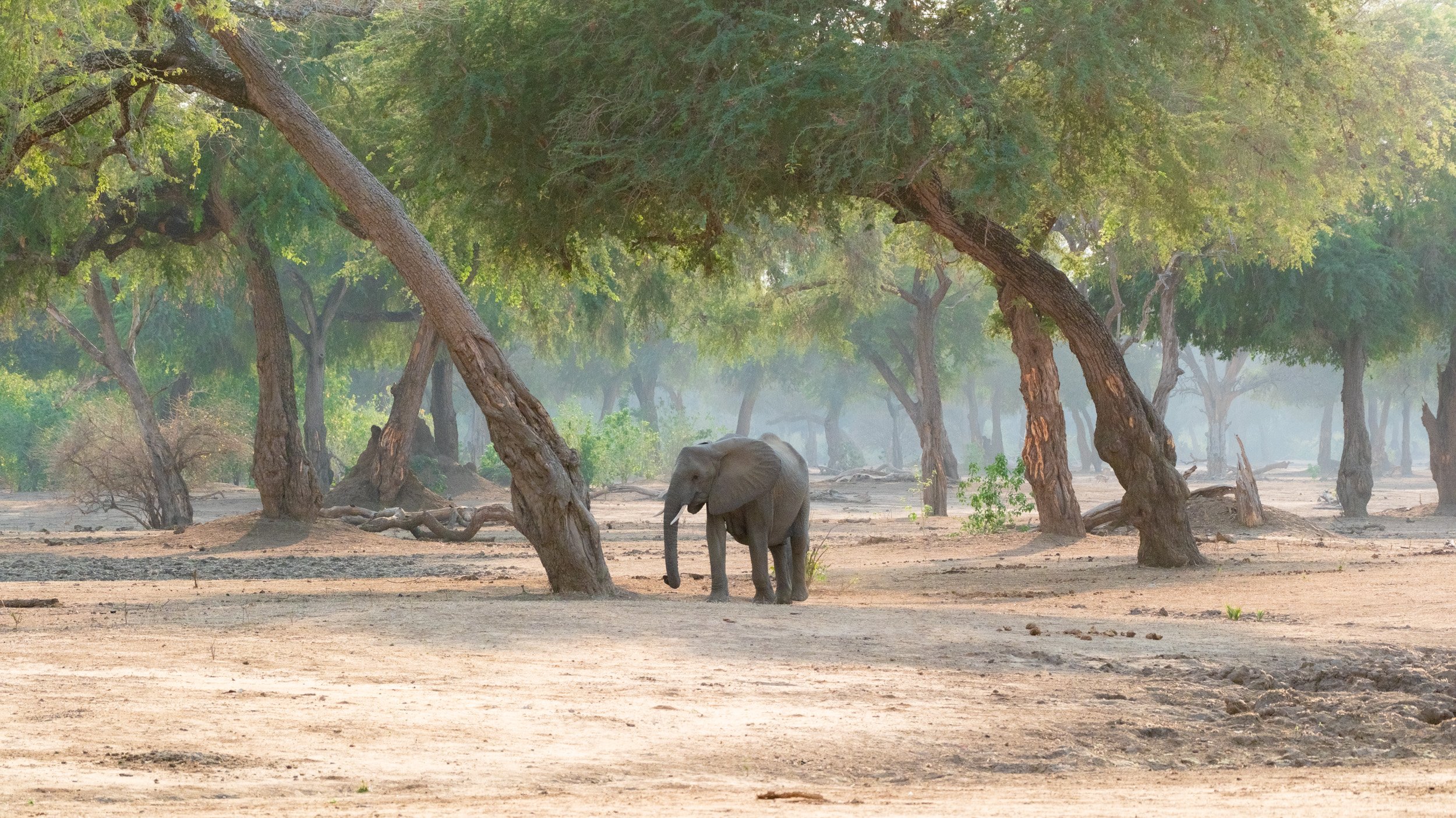 Mana_Pools_PHOTO_WORKSHOP_NEW (3 of 8).jpg