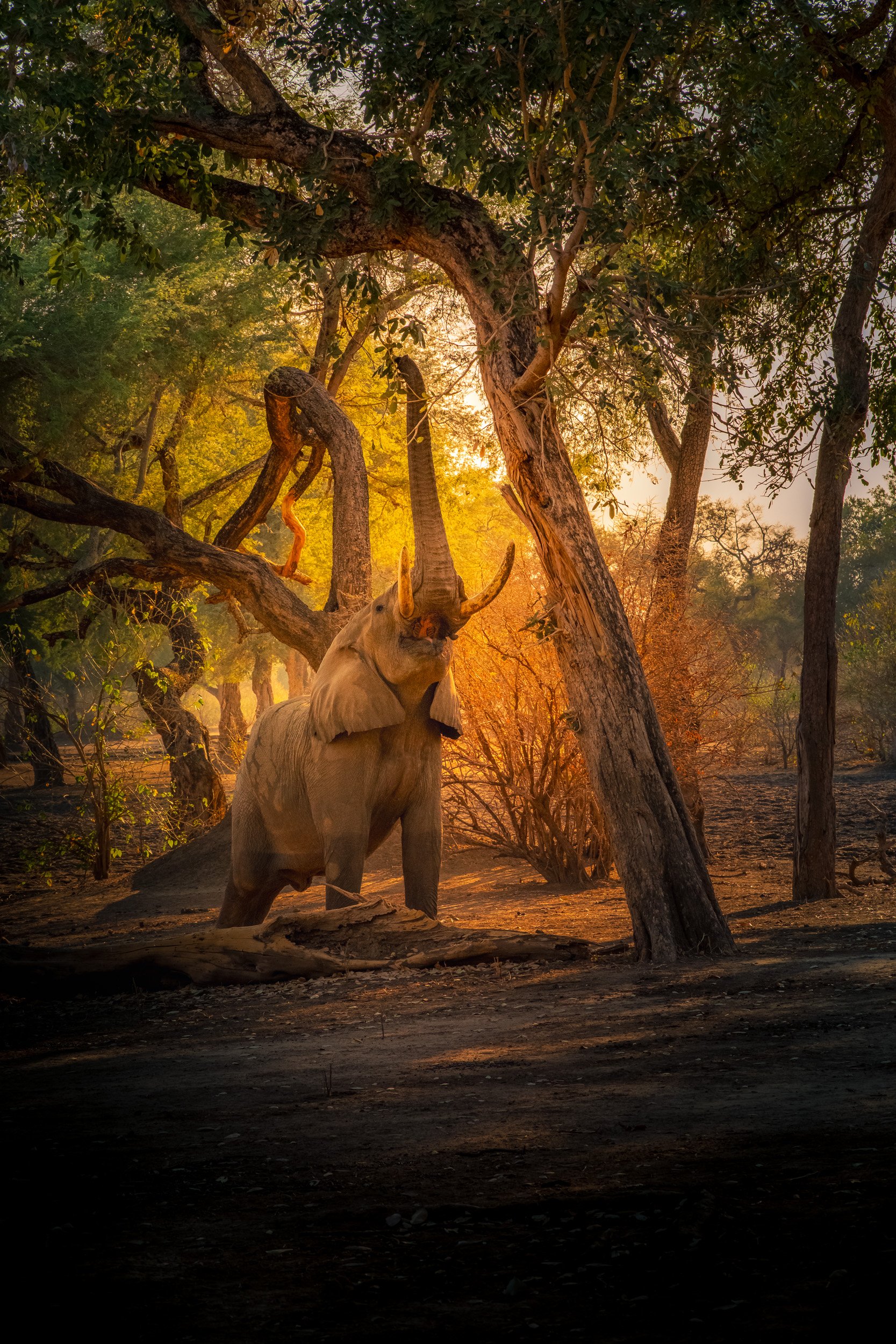 Mana_Pools_PHOTO_WORKSHOP (13 of 18).jpg