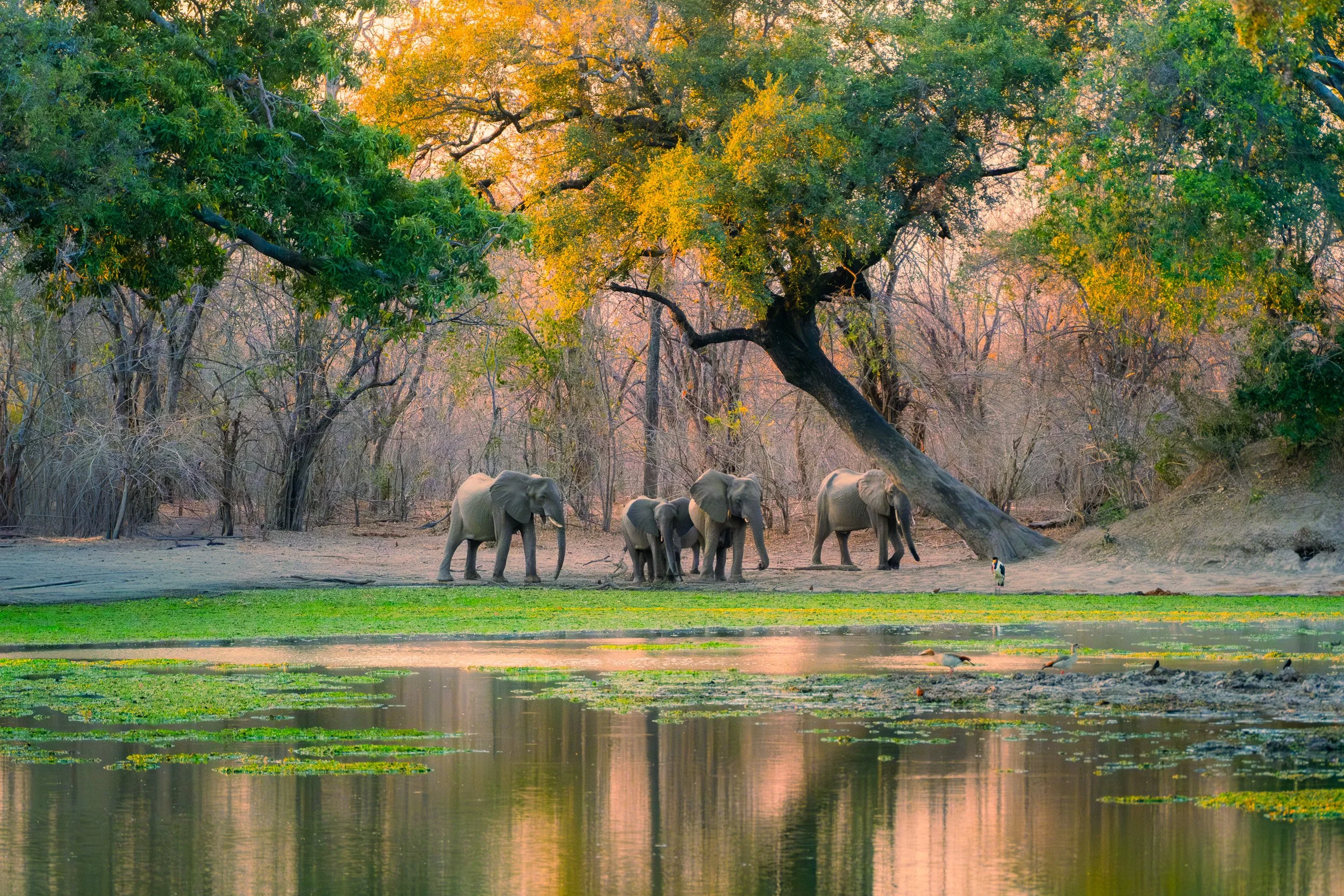 Mana_Pools_PHOTO_WORKSHOP (16 of 18).jpg