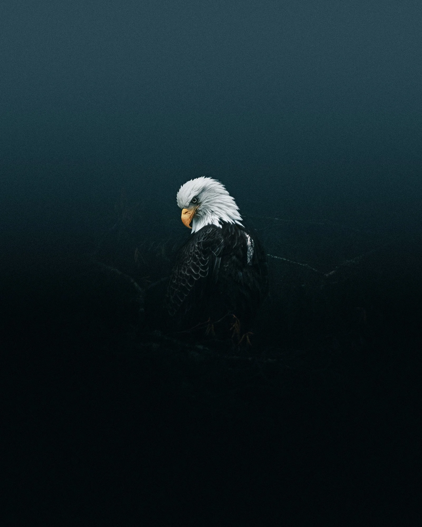 winter-bald-eagles-washington (3 of 13).jpg