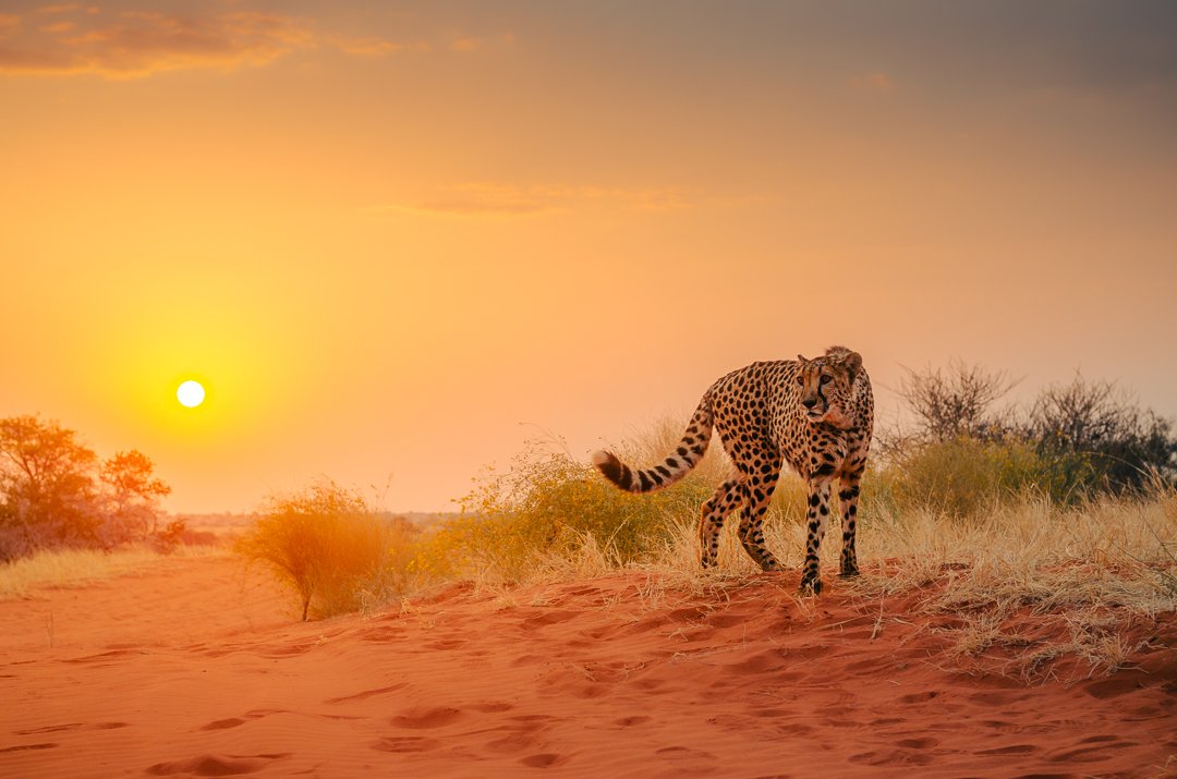 Spotted Sunset Web Version-1.jpg