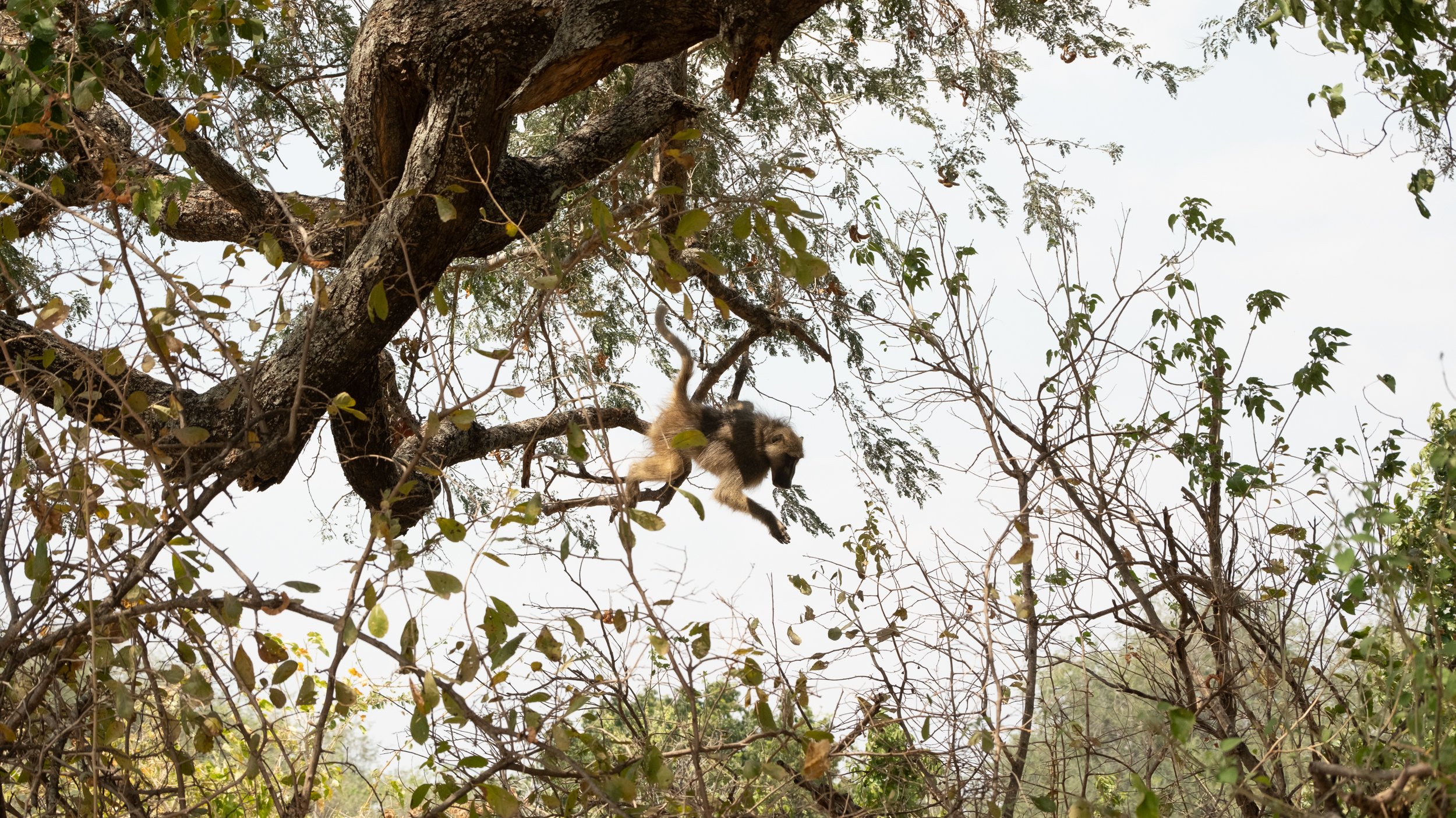 Mana Pools edits-26.jpg