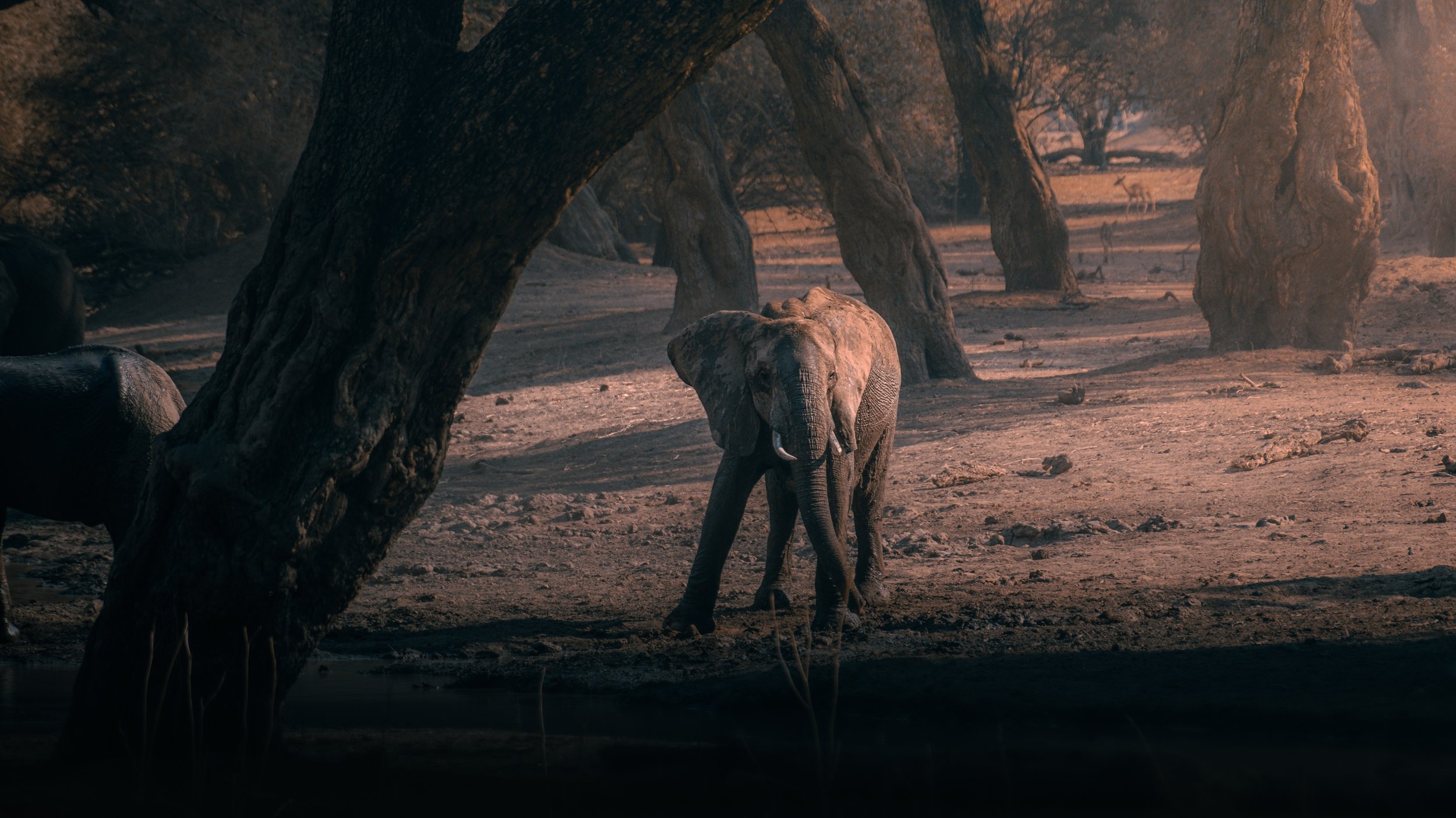 Mana Pools Magic-16.jpg
