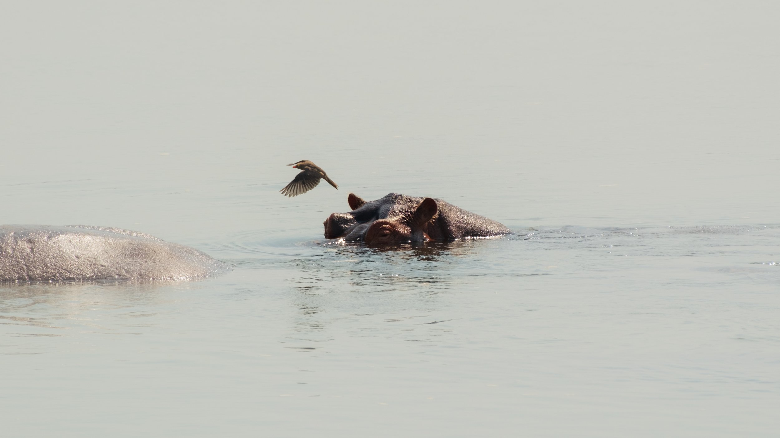 Mana Pools Magic Wildlife-10.jpg