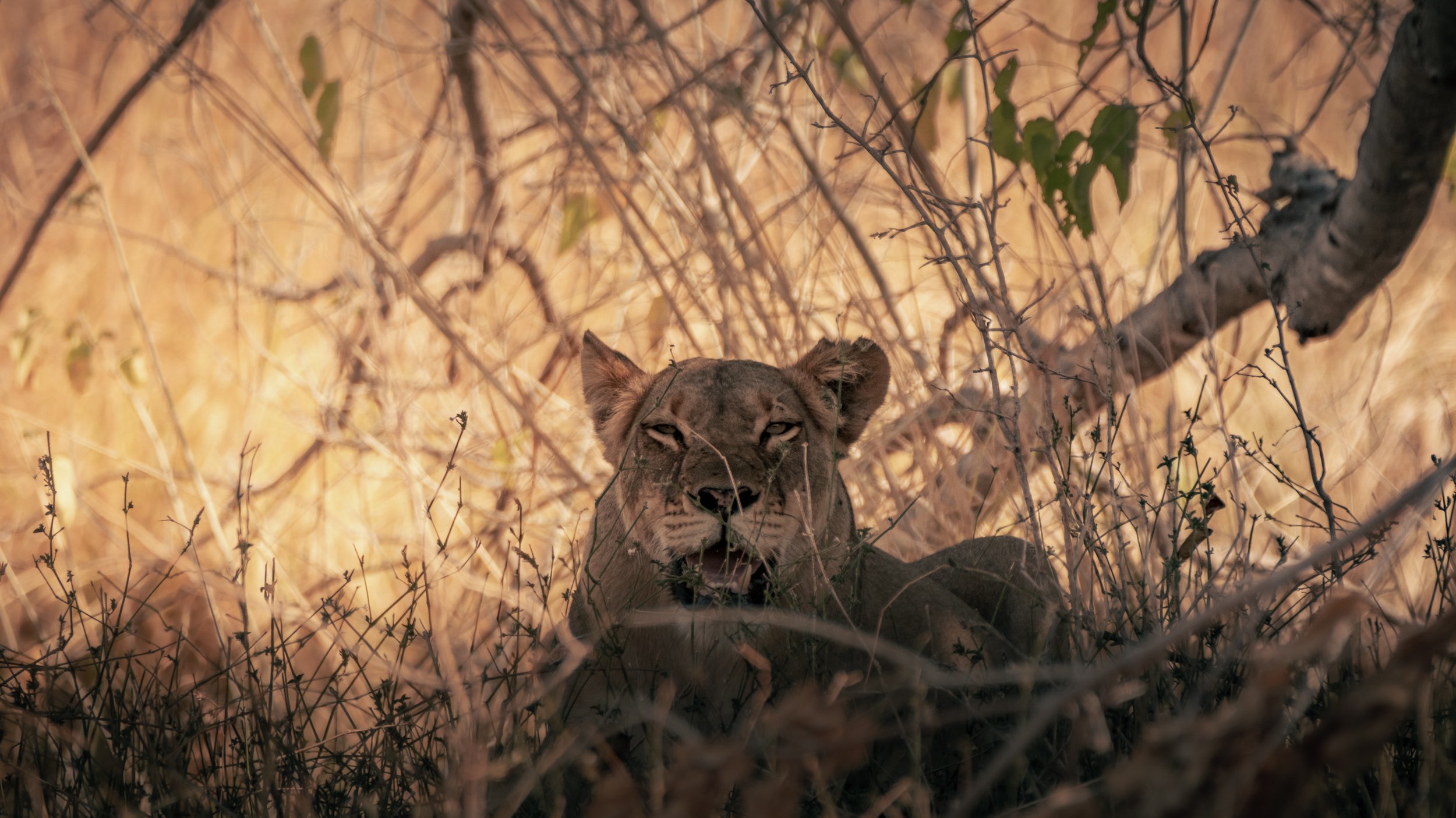 Mana Pools Magic Wildlife-7.jpg