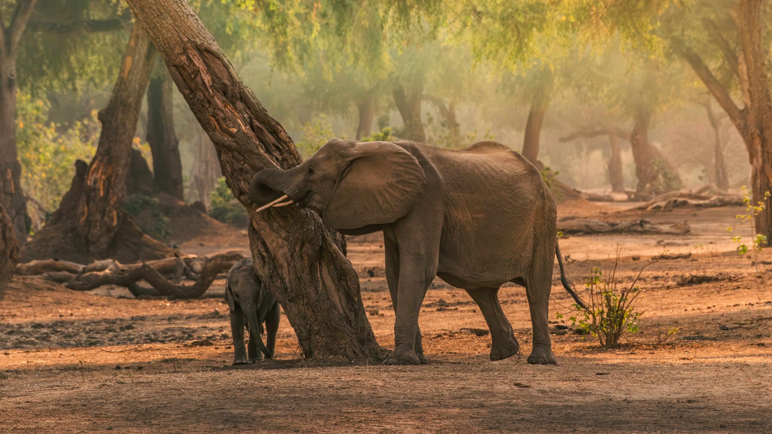 Mana Pools Magic-15.jpg