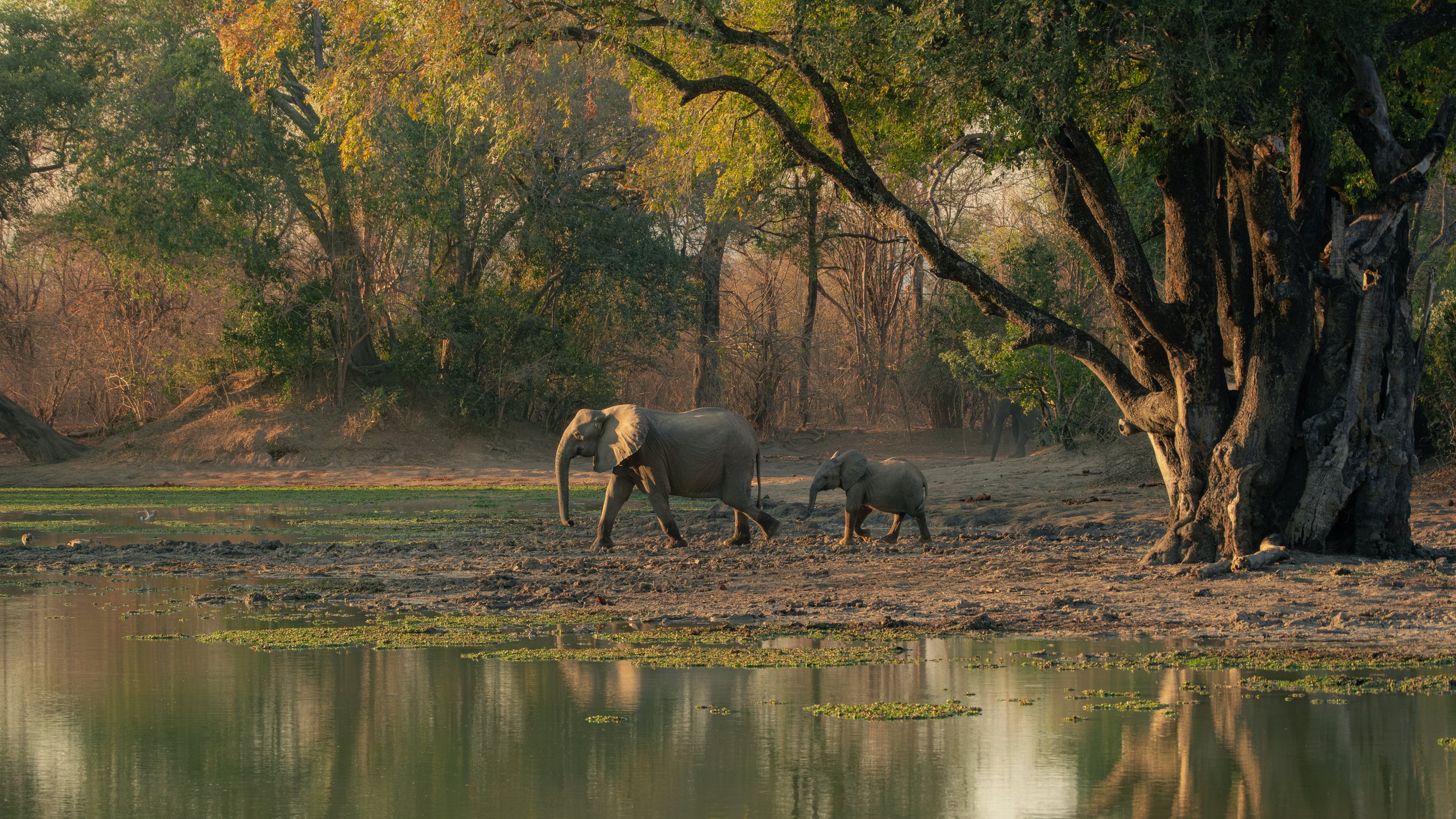Mana Pools Magic Wildlife-3.jpg