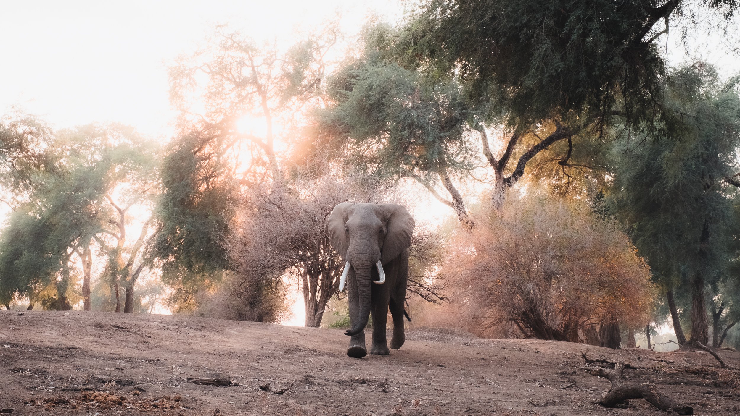 Mana Pools-4.jpg