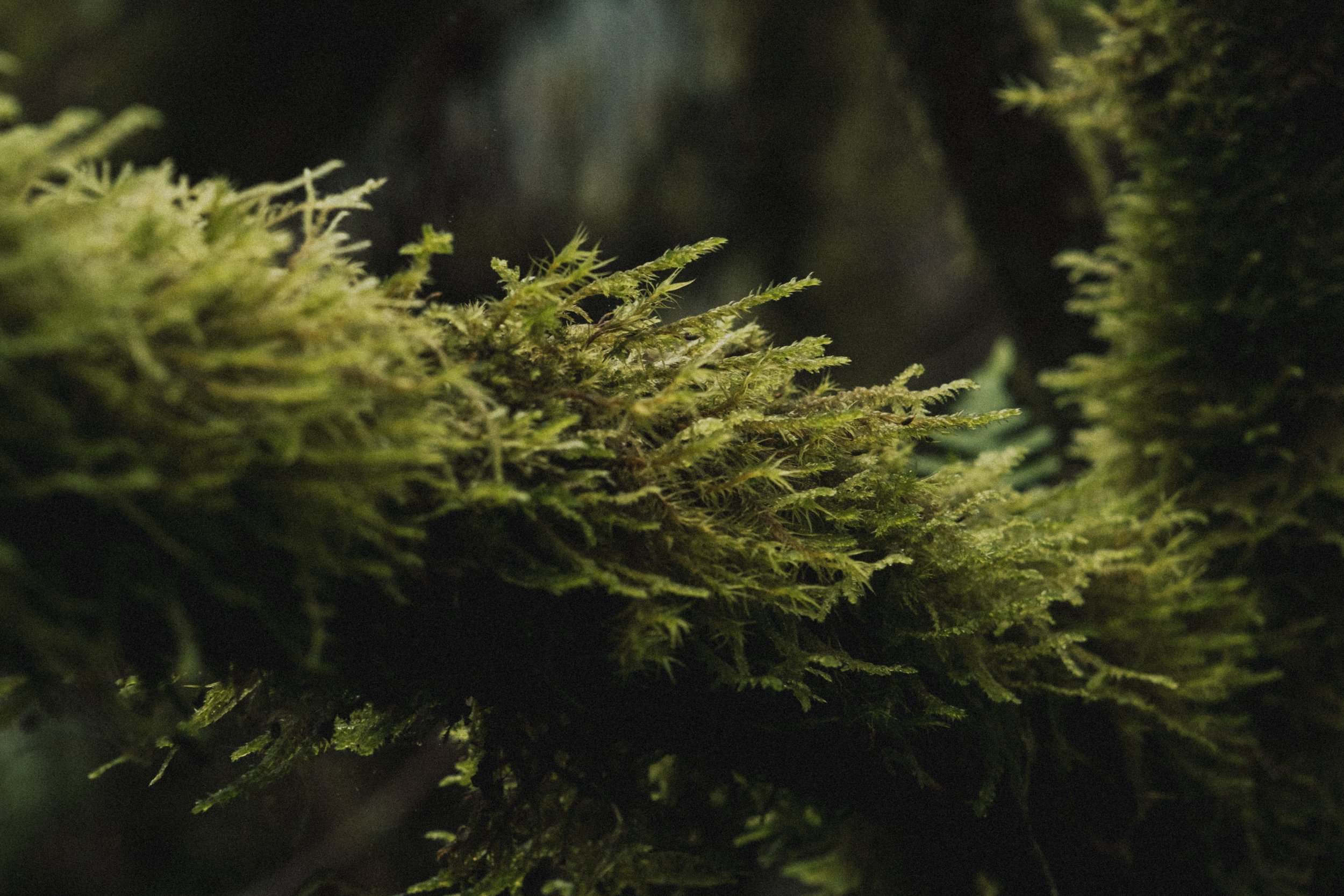 ASTORIA FORESTS TRAVEL (23 of 38).jpg