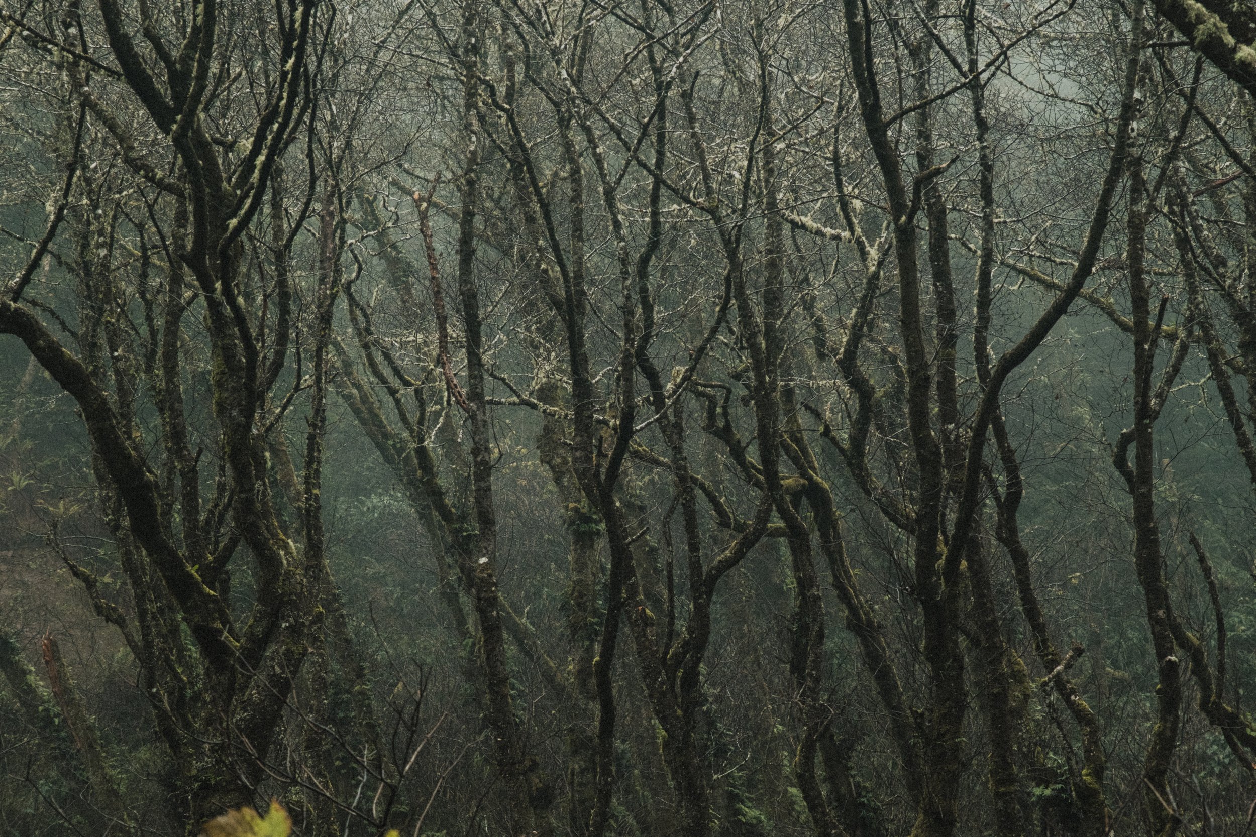 ASTORIA FORESTS TRAVEL (22 of 38).jpg