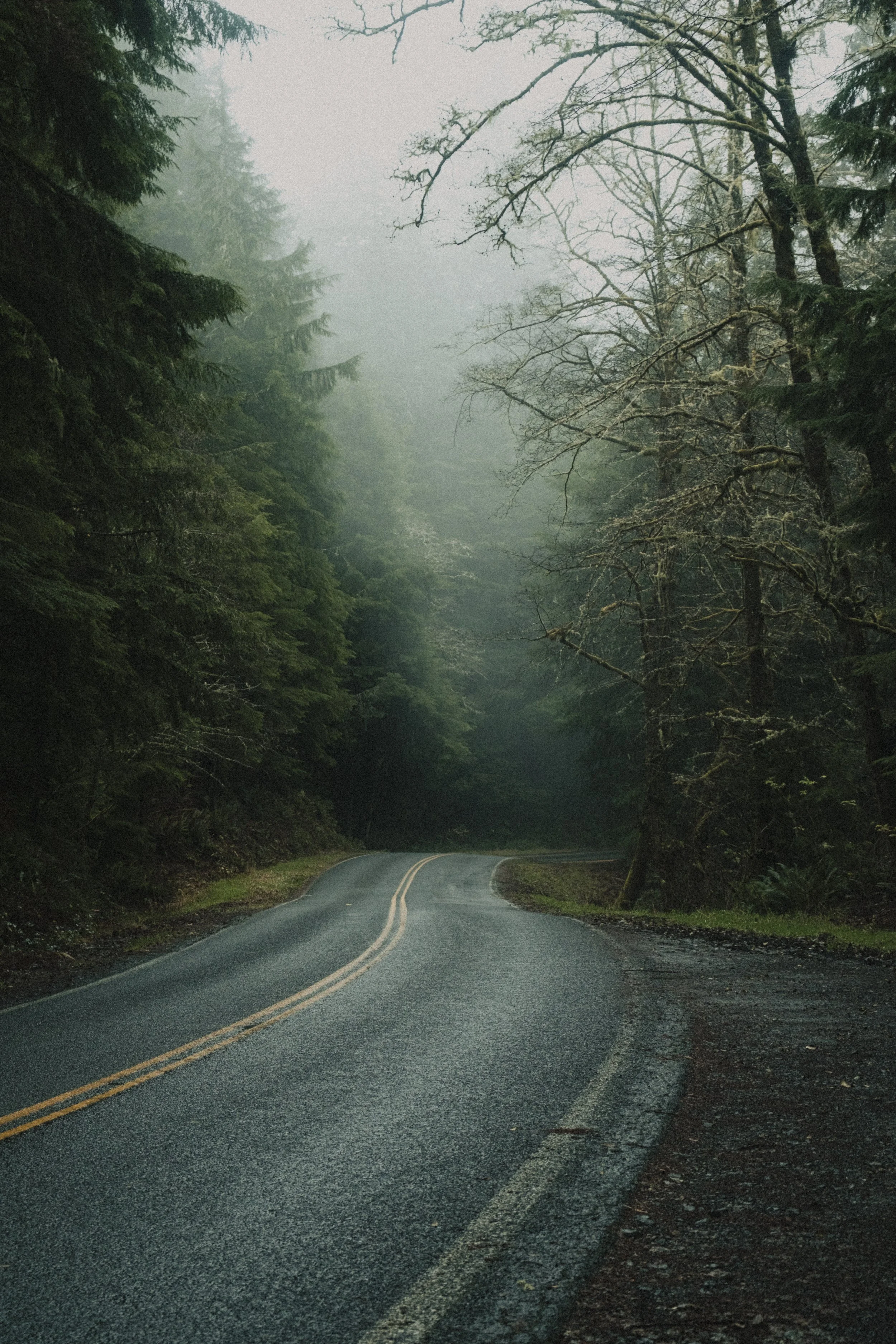 ASTORIA FORESTS TRAVEL (25 of 38).jpg