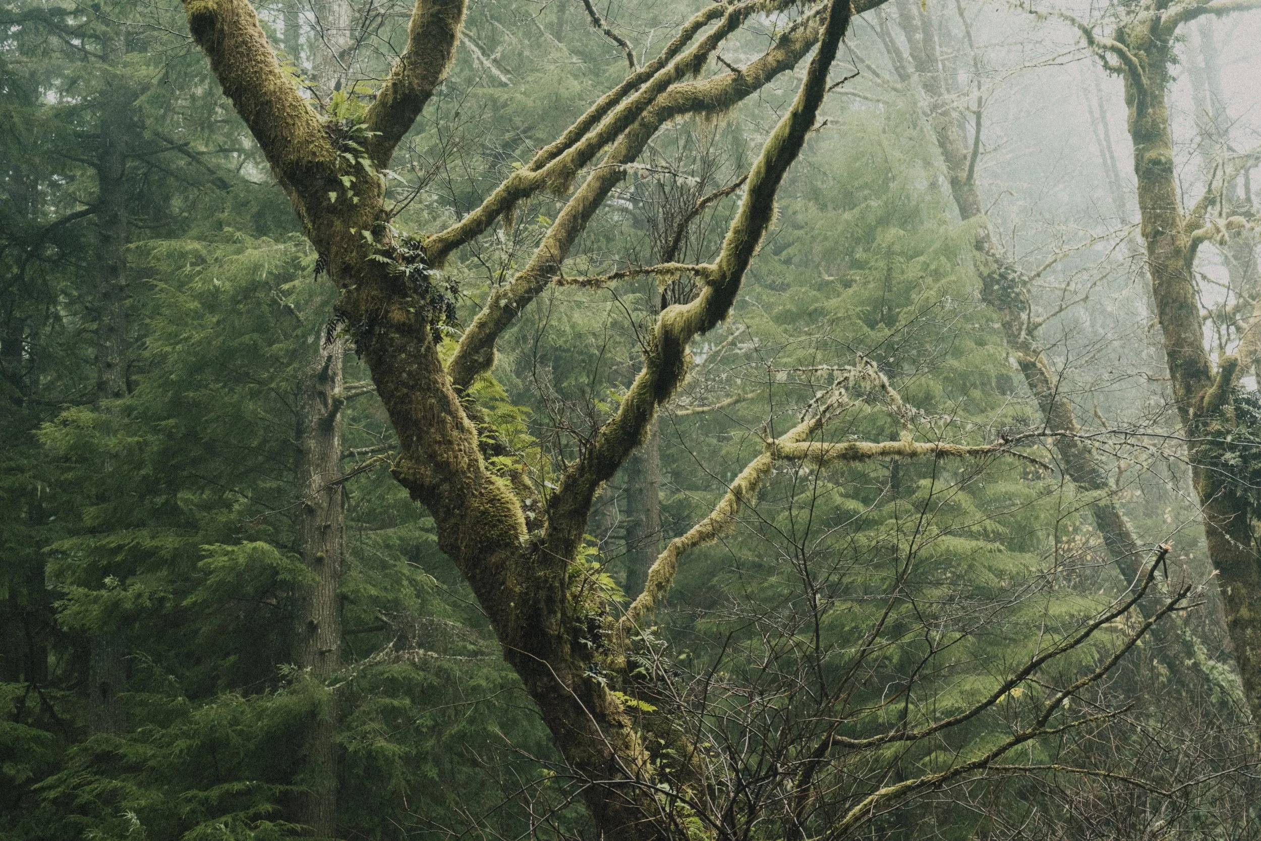 ASTORIA FORESTS TRAVEL (24 of 38).jpg
