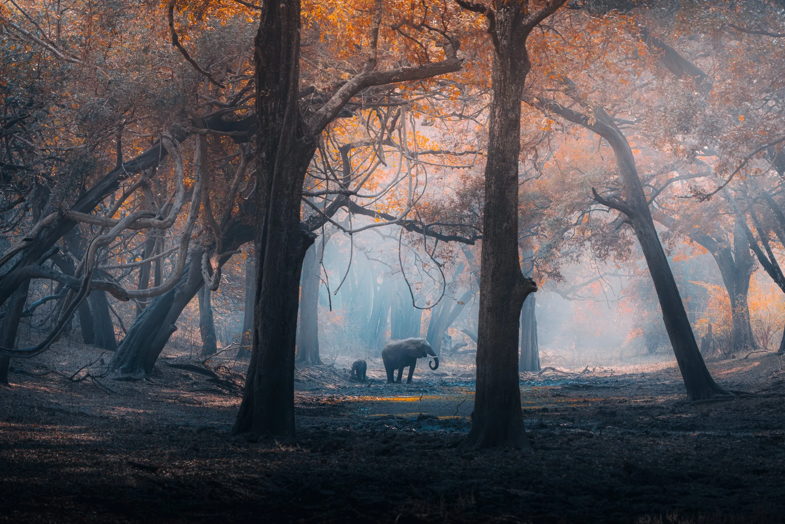 Photography and Wildlife in South Luangwa National Park