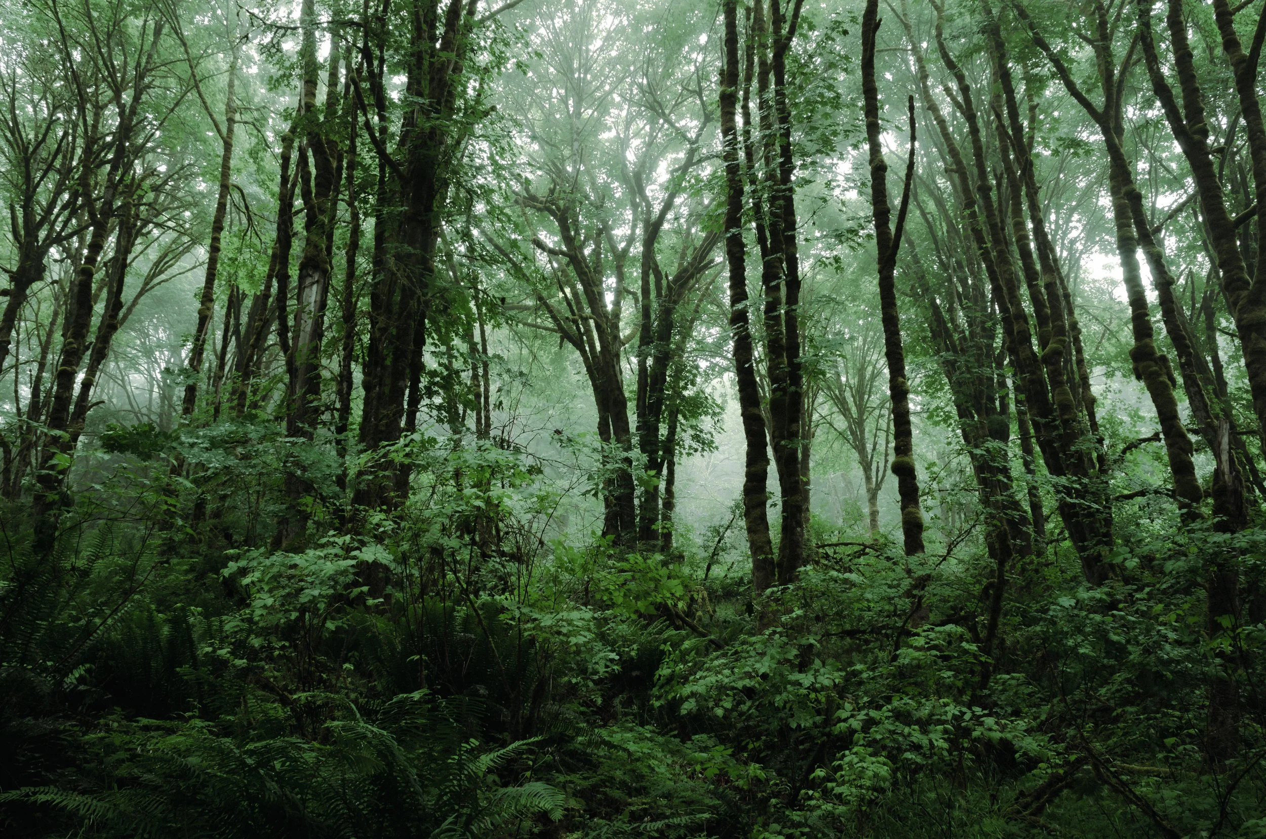 Photographing the Mountains and Forests of Washington’s Cascades