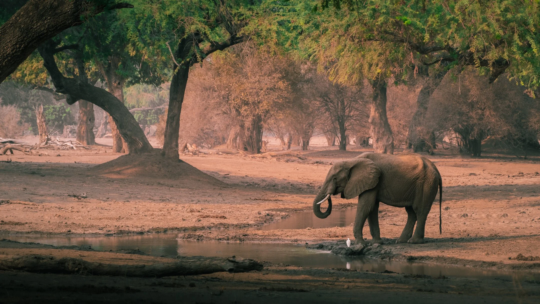 MANA POOLS WILDLIFE LANDSCAPES WORKSHOP (13 of 17).jpg