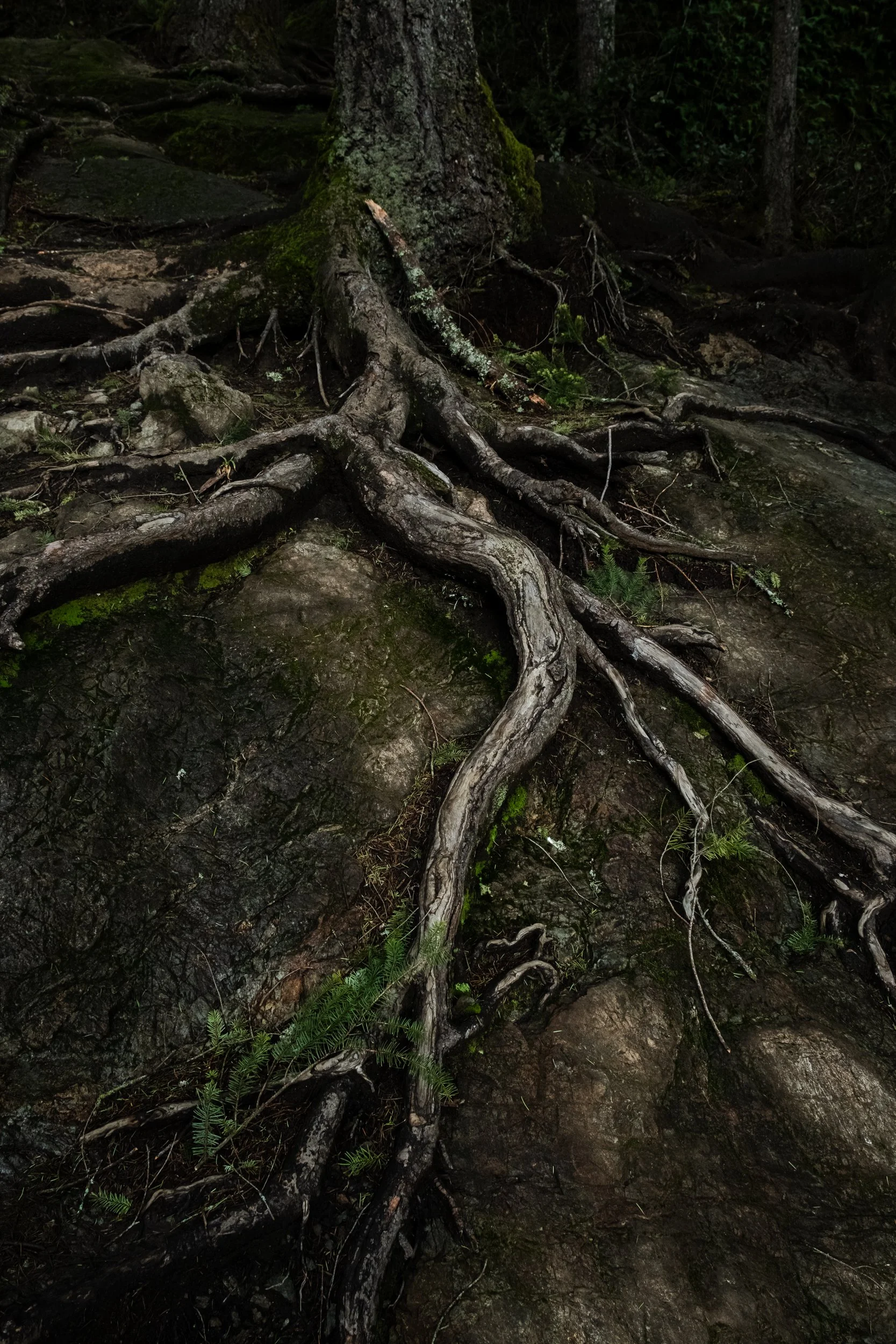 forested edits feb -1.jpg
