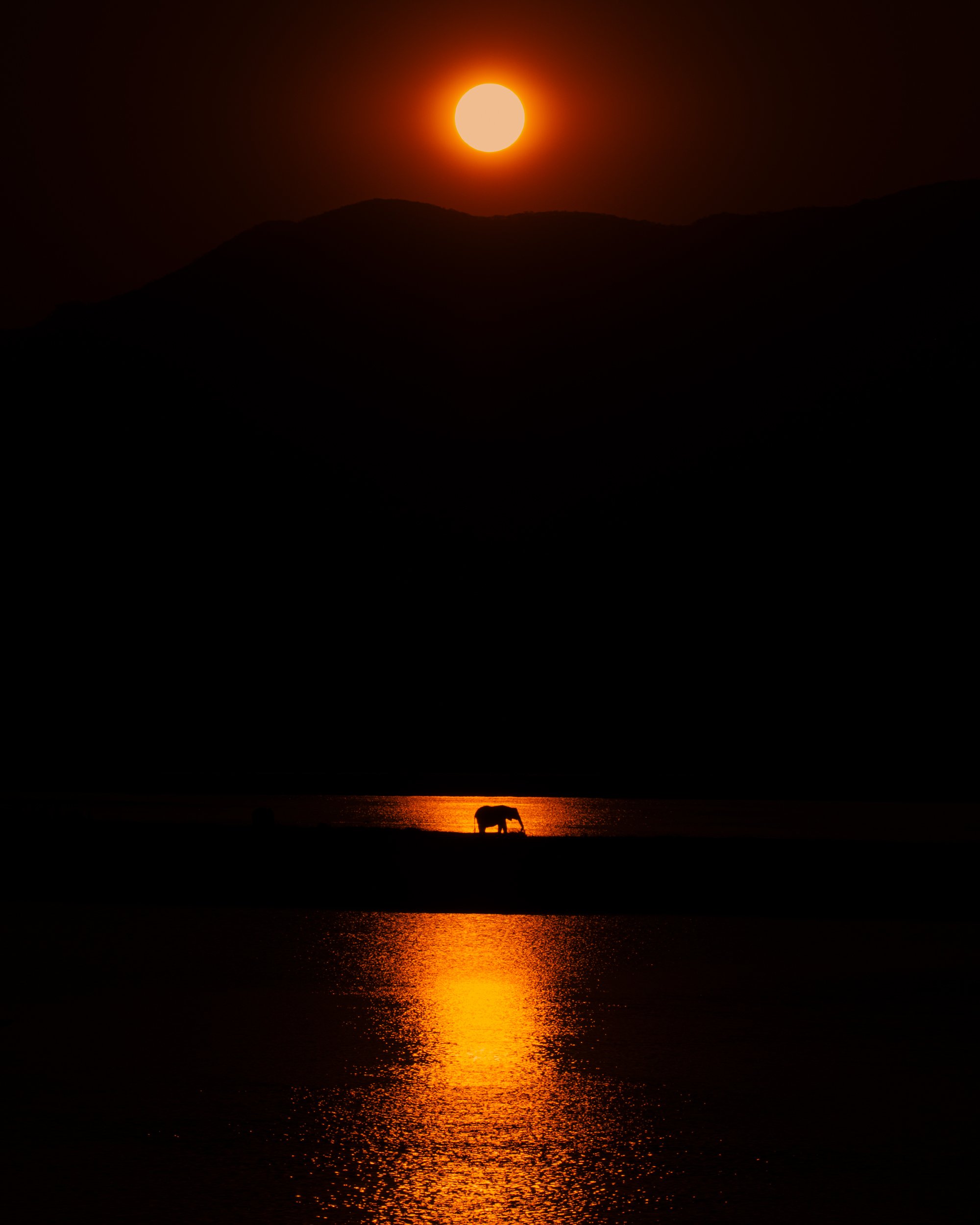 africa mana pools wildlife-1-2.jpg