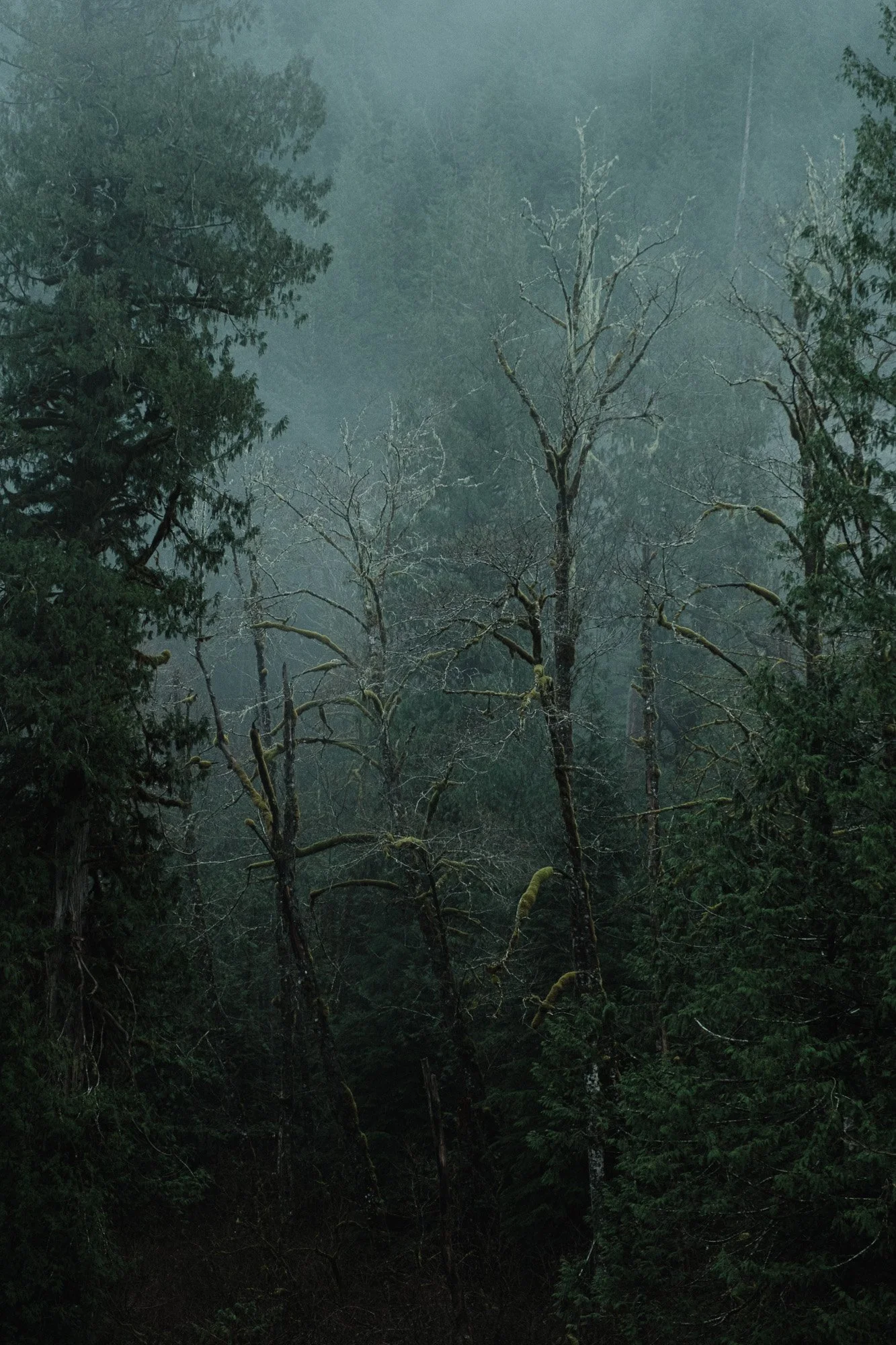 winter-bald-eagles-washington (12 of 13).jpg