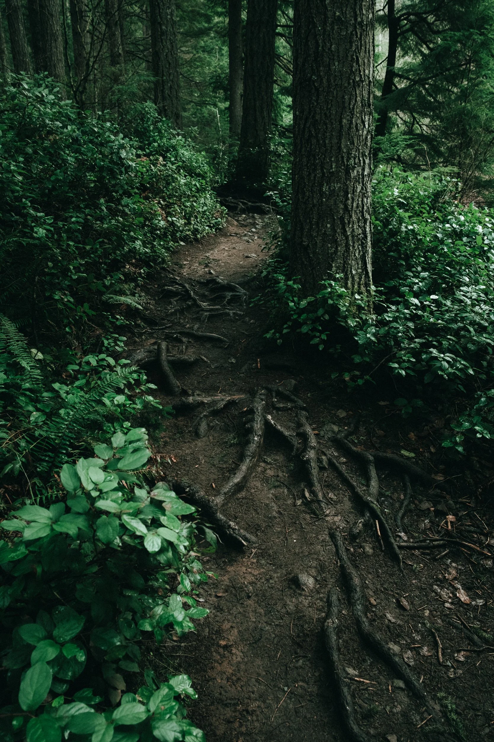 forested edits feb -4.jpg