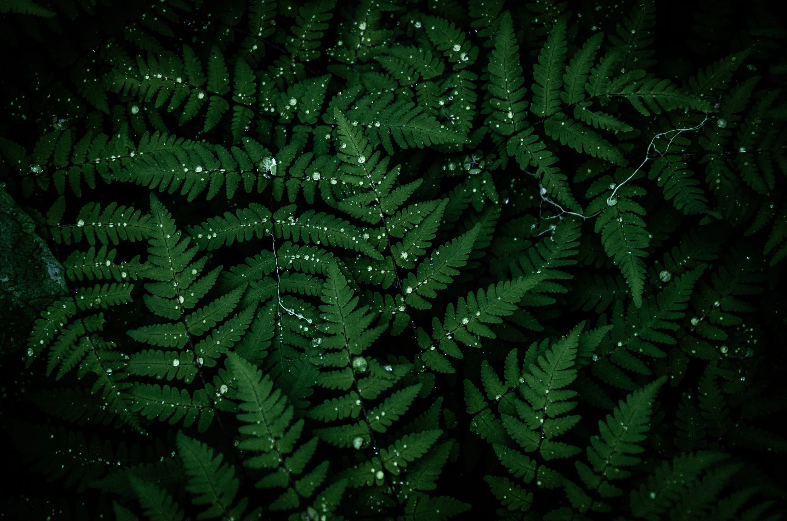 ferns mountain forest landscape-6.jpg