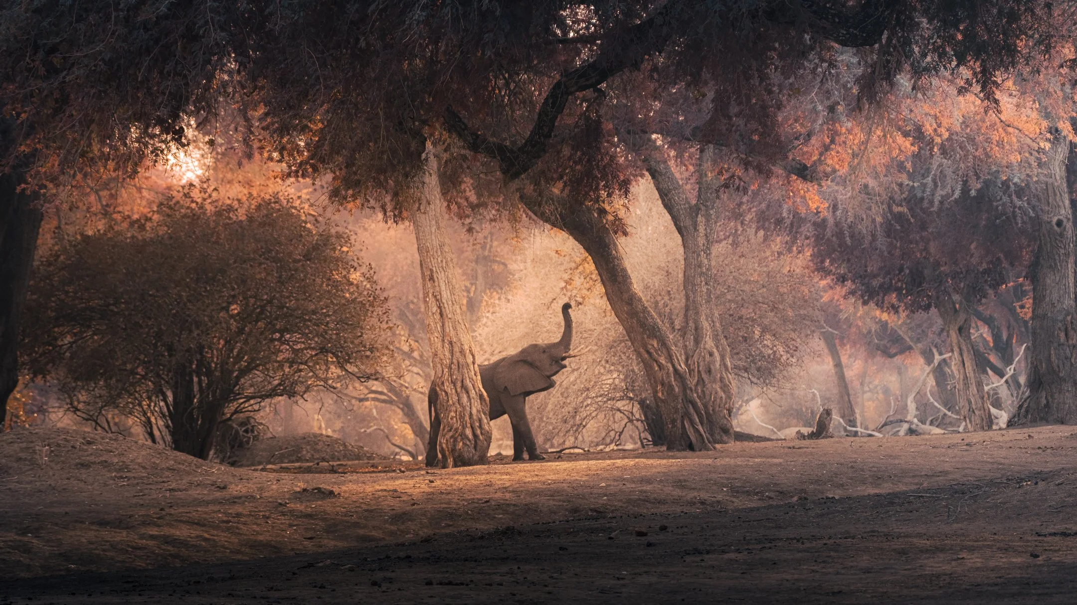 MANA POOLS WILDLIFE LANDSCAPES WORKSHOP (8 of 17).jpg