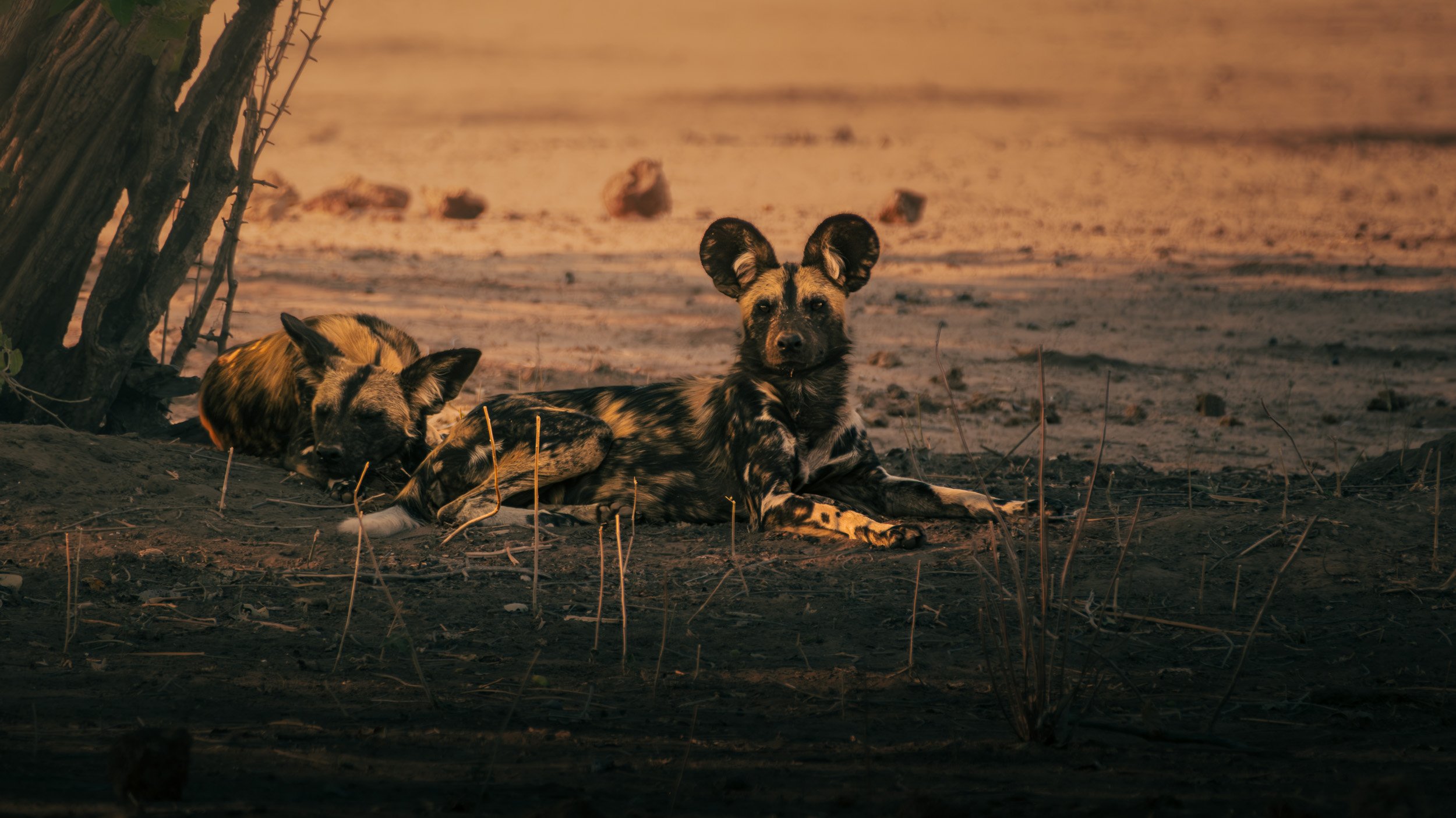 Mana_Pools_PHOTO_WORKSHOP_NEW (6 of 8).jpg