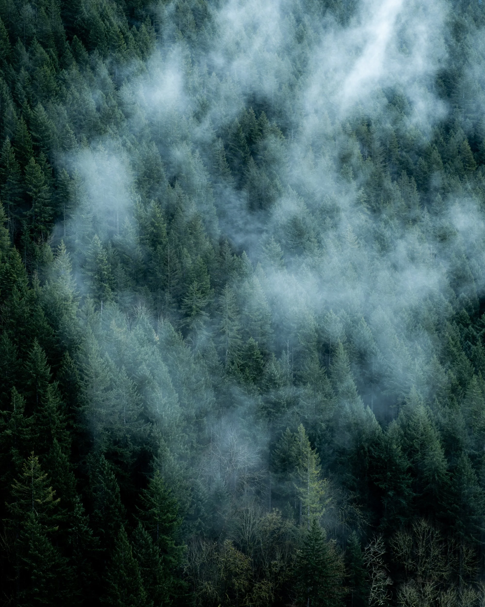 forested edits feb -10.jpg
