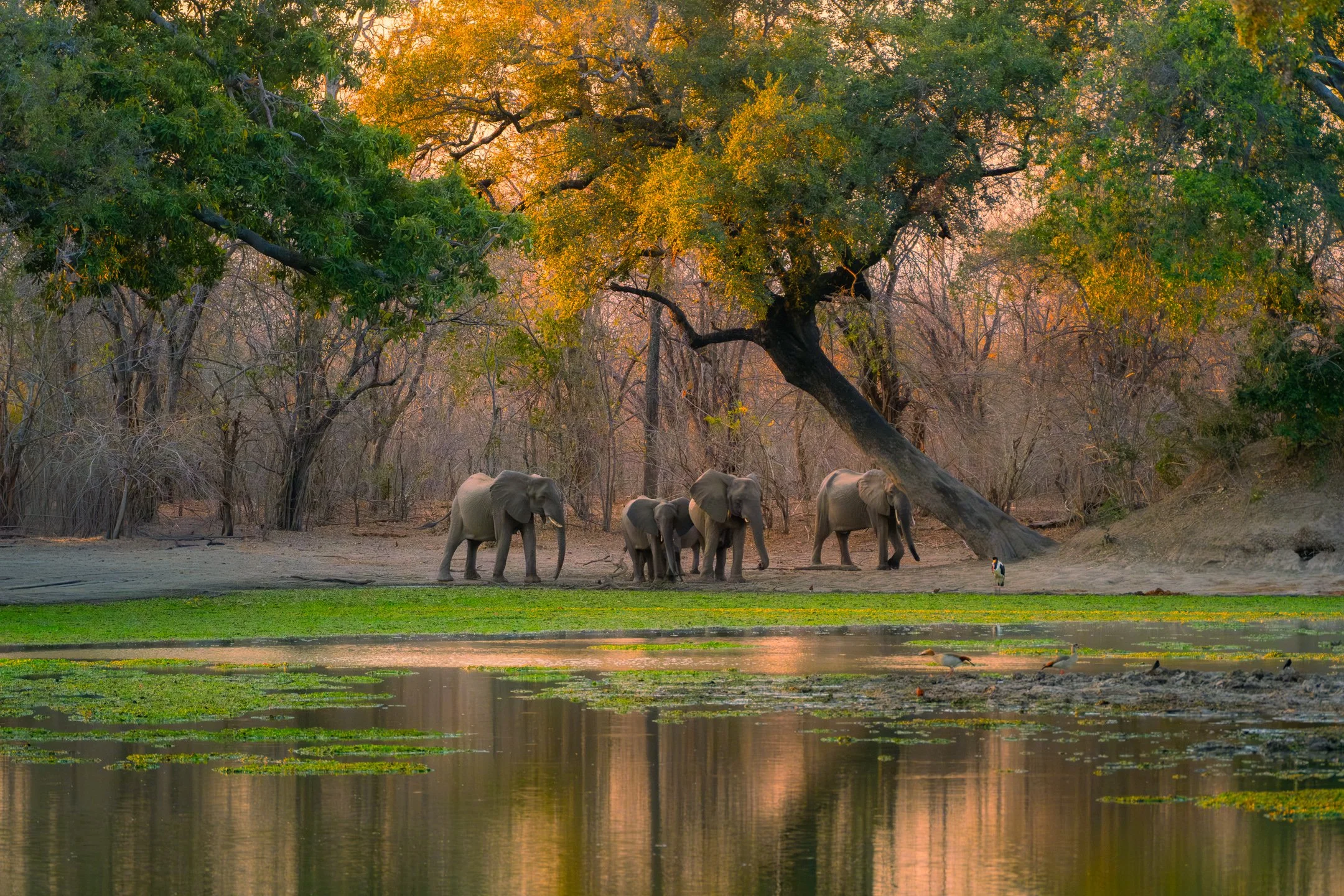 MANA POOLS WILDLIFE LANDSCAPES WORKSHOP (4 of 17).jpg