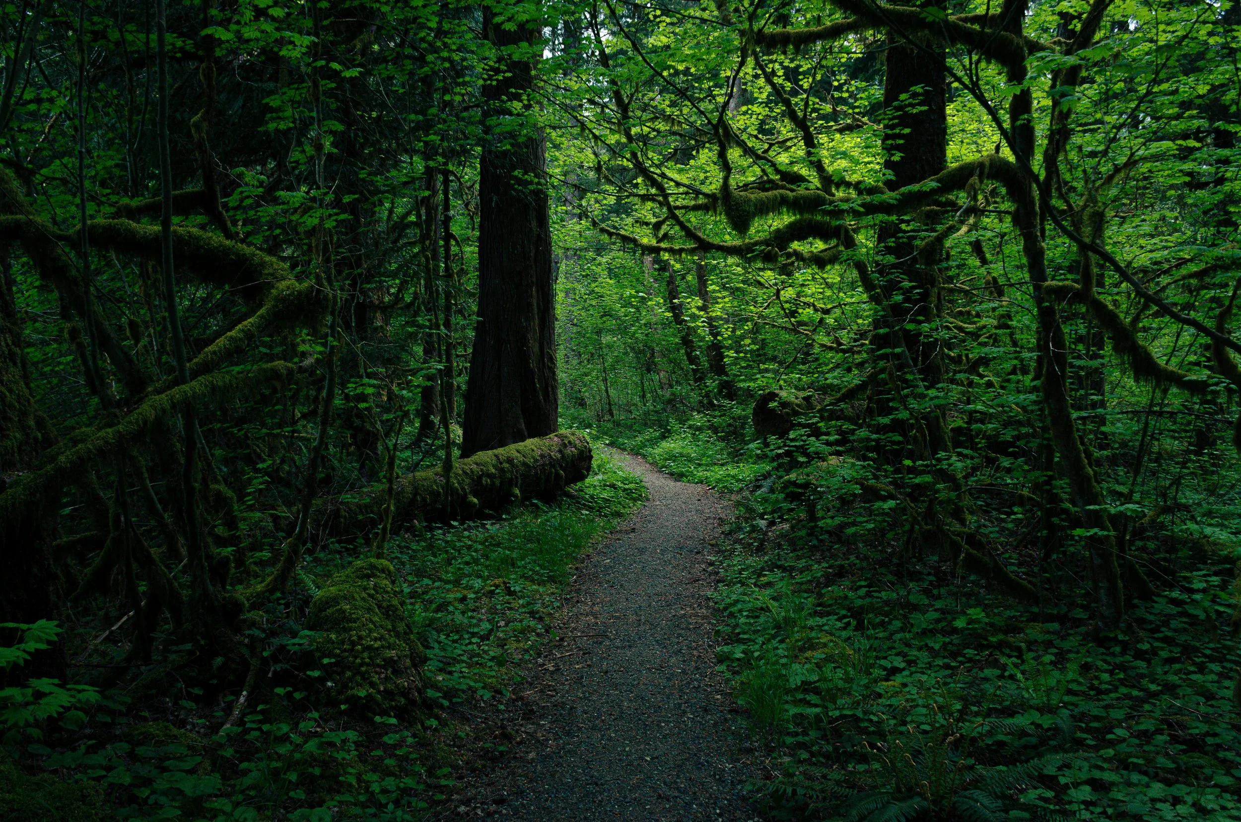 forest green-25.jpg